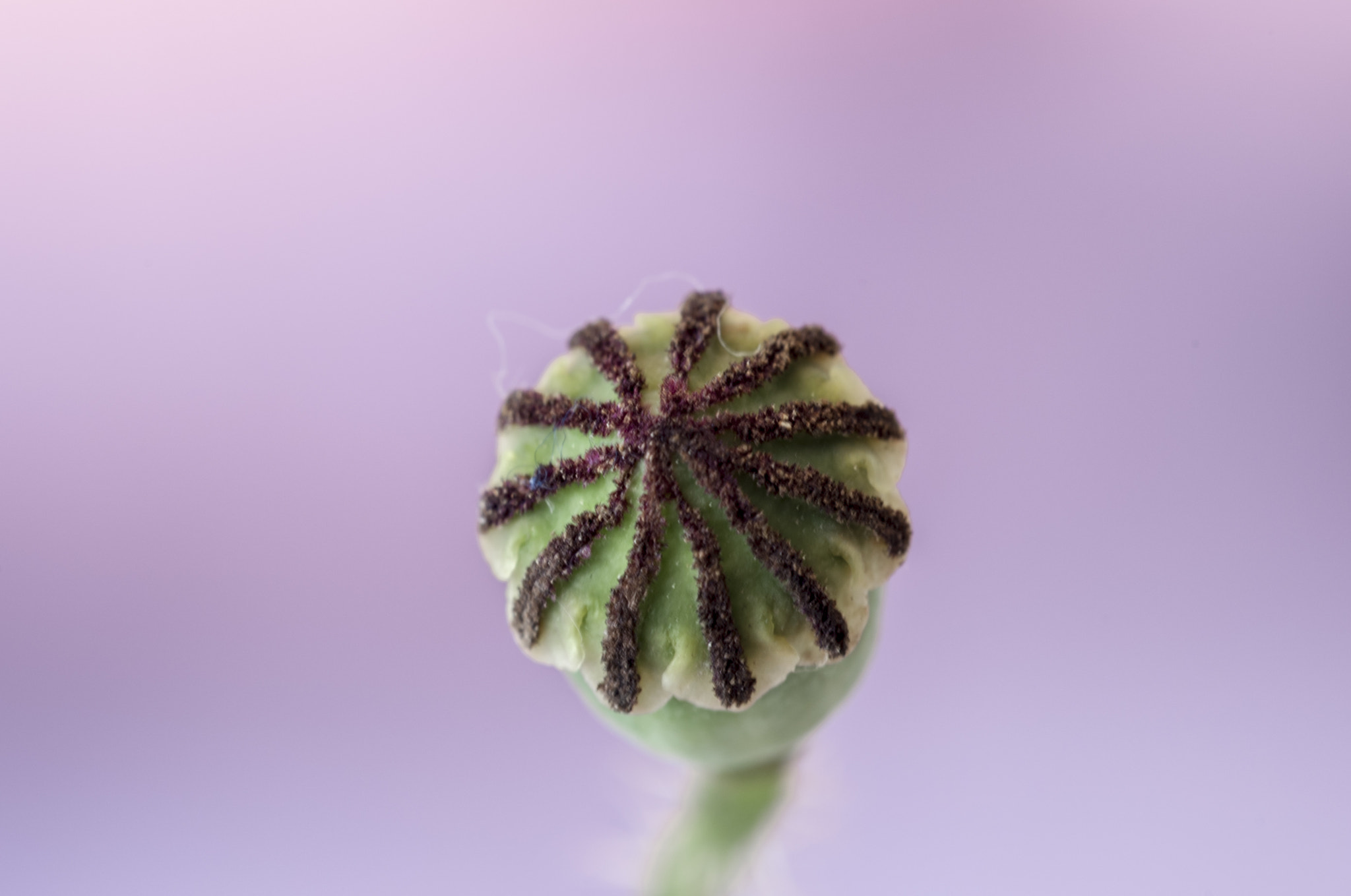 Sigma APO Macro 180mm F3.5 EX DG HSM sample photo. El capullo photography