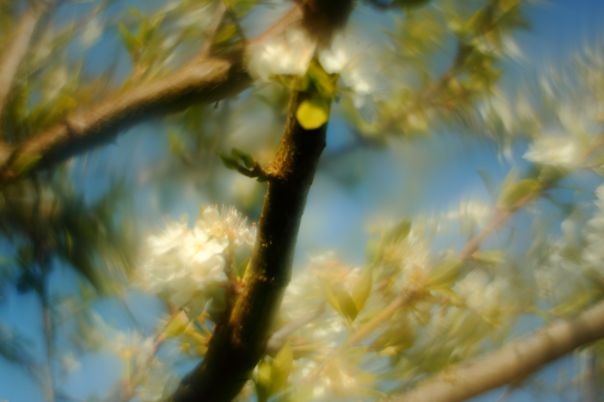 Canon 1-65535mm sample photo. Tourbillonnant comme un zénith petzval photography