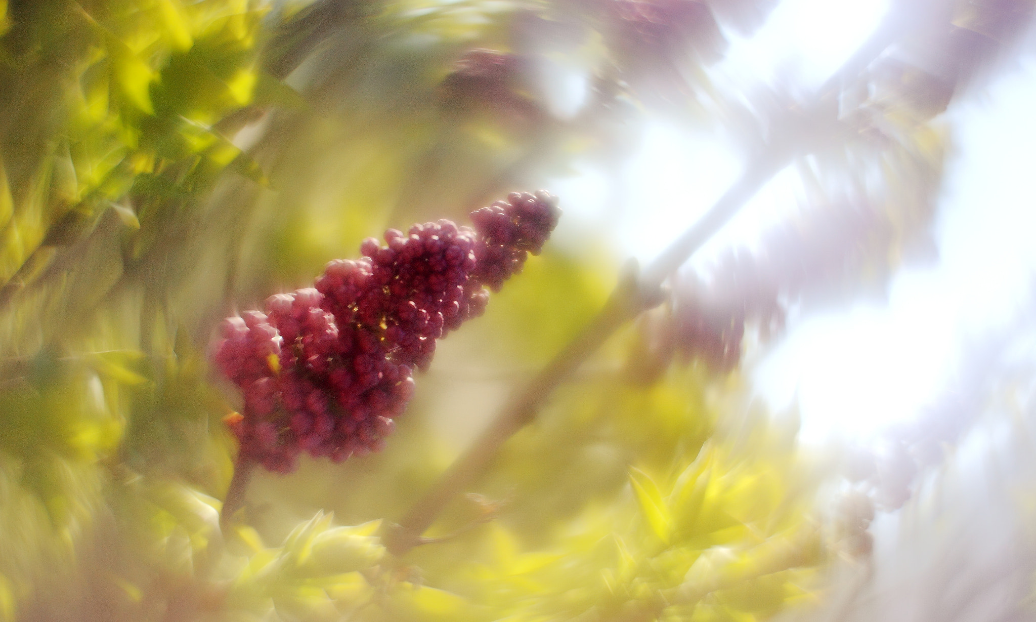 Canon 1-65535mm sample photo. Tourbillonnant comme un zénith petzval photography