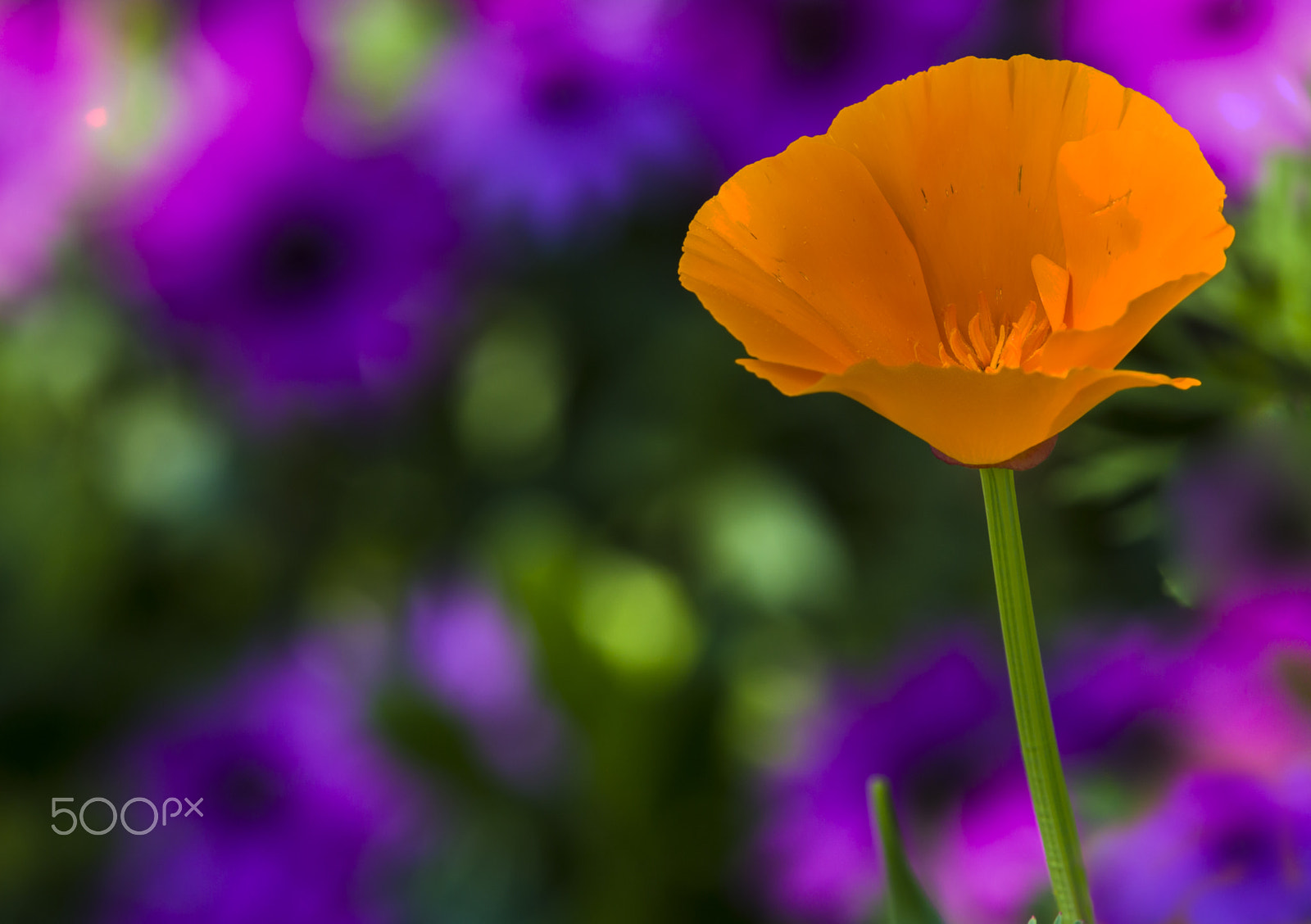 Canon EF 70-200mm F2.8L IS II USM sample photo. Sola entre muchas photography