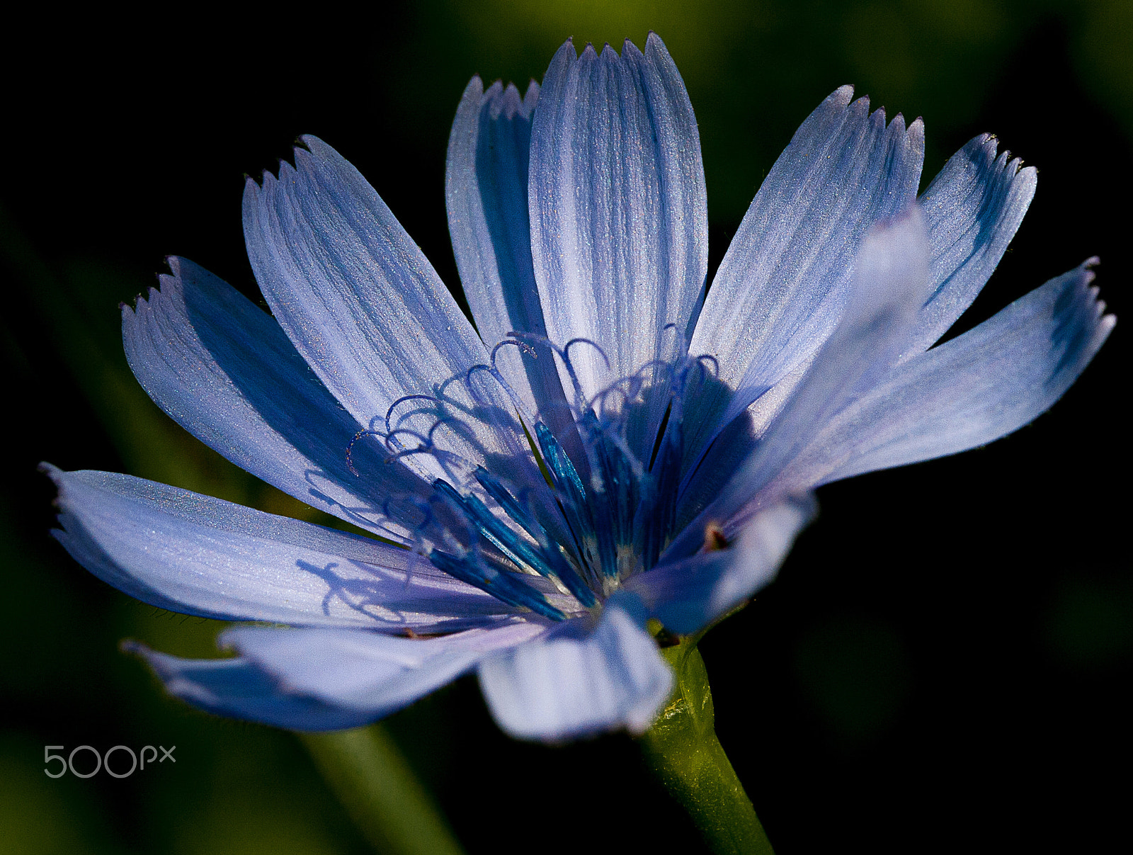 Canon EF-S 60mm F2.8 Macro USM sample photo. Blu (and shy...) flower photography