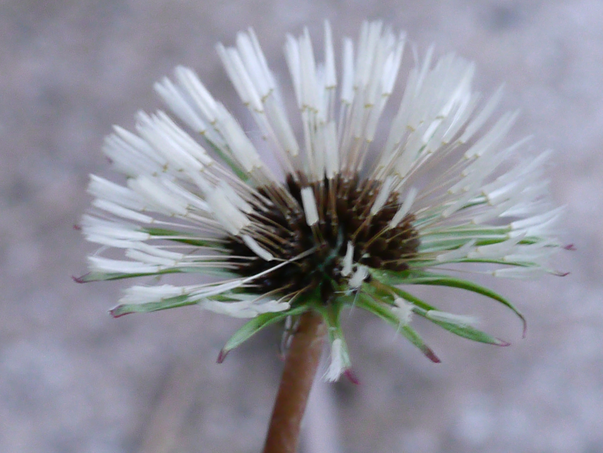 Panasonic Lumix G Macro 30mm F2.8 ASPH Mega OIS sample photo. Avant de souffler! photography