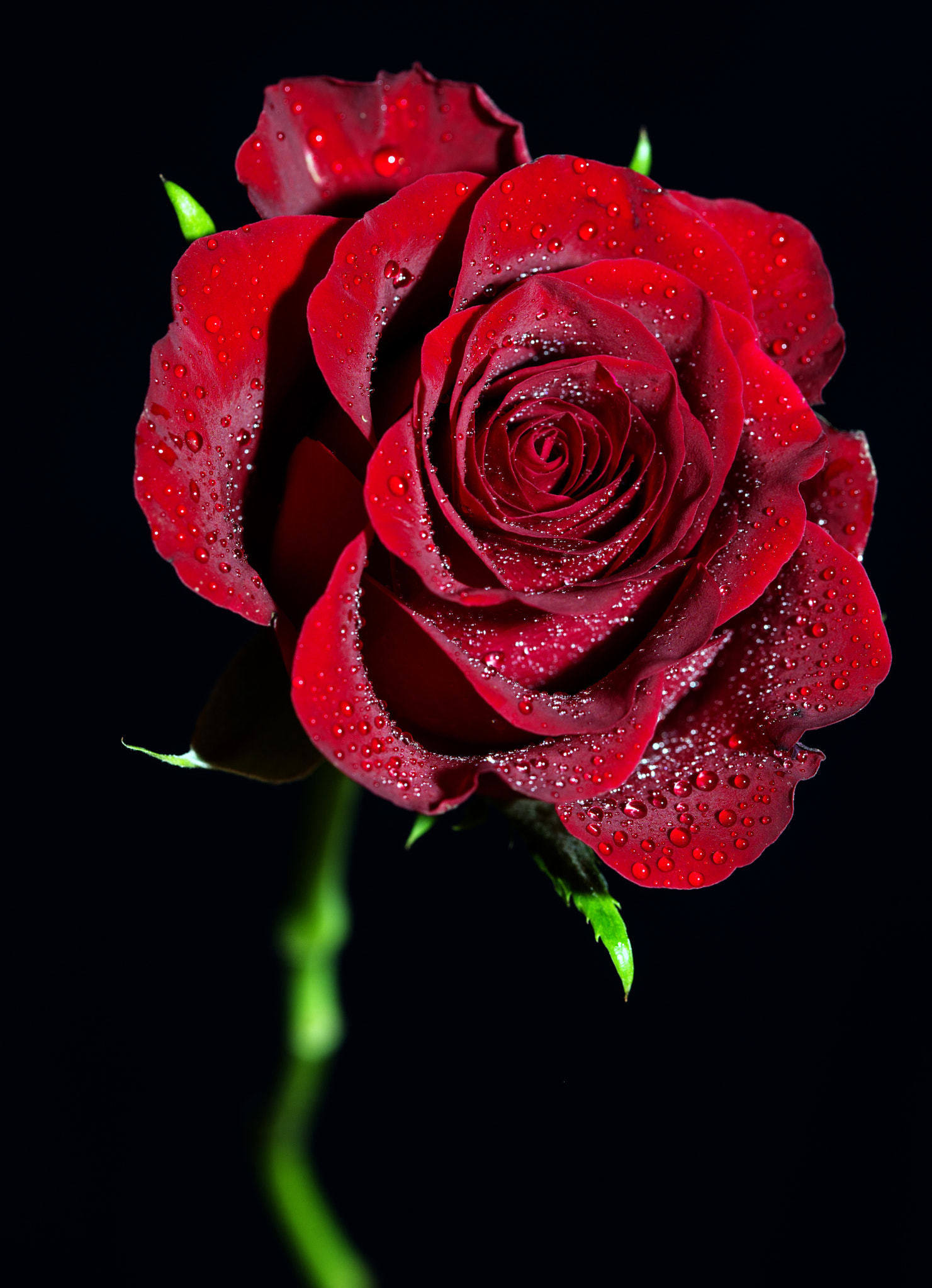 Sony a99 II + 105mm F2.8 sample photo. Red rose with water drops photography