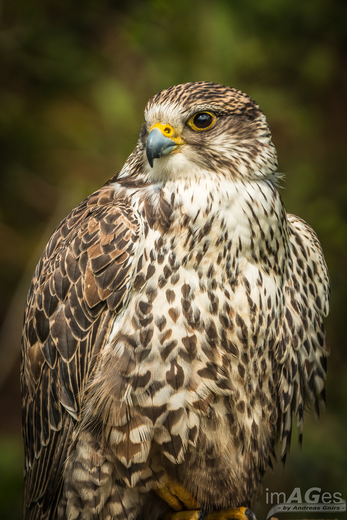 Canon EF 70-200mm F2.8L IS II USM sample photo. Ferruginous hawk photography