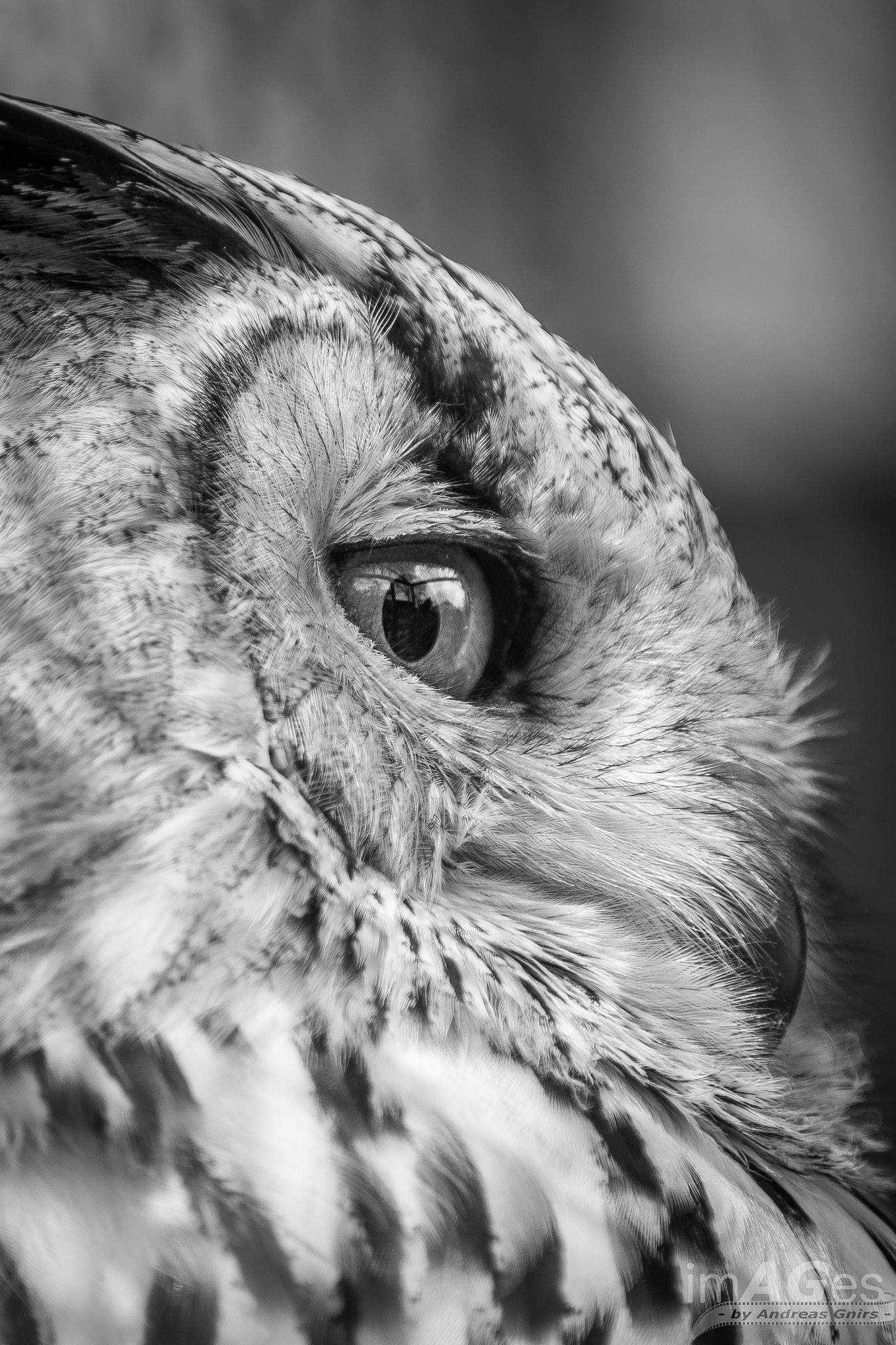Canon EF 70-200mm F2.8L IS II USM sample photo. Bubo bubo photography