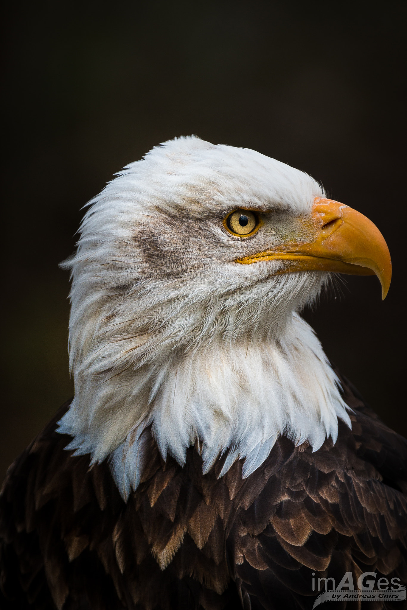Canon EF 70-200mm F2.8L IS II USM sample photo. Bald eagle photography