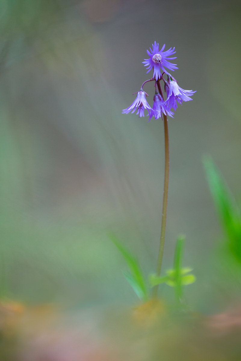 Nikon D600 sample photo. Wald-soldanelle photography