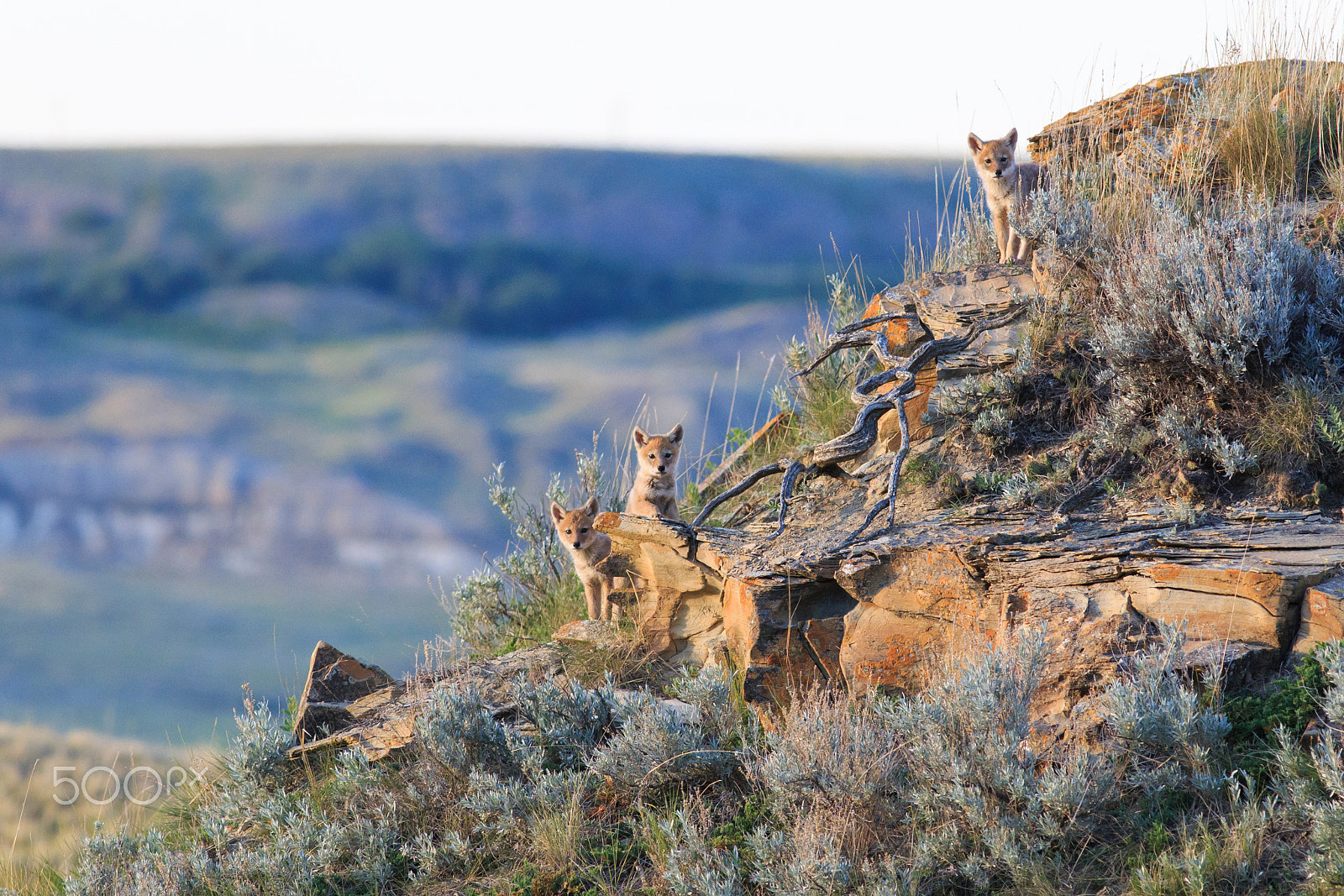 Canon EOS 6D + Canon EF 400mm F5.6L USM sample photo. Coyote pup triplets photography