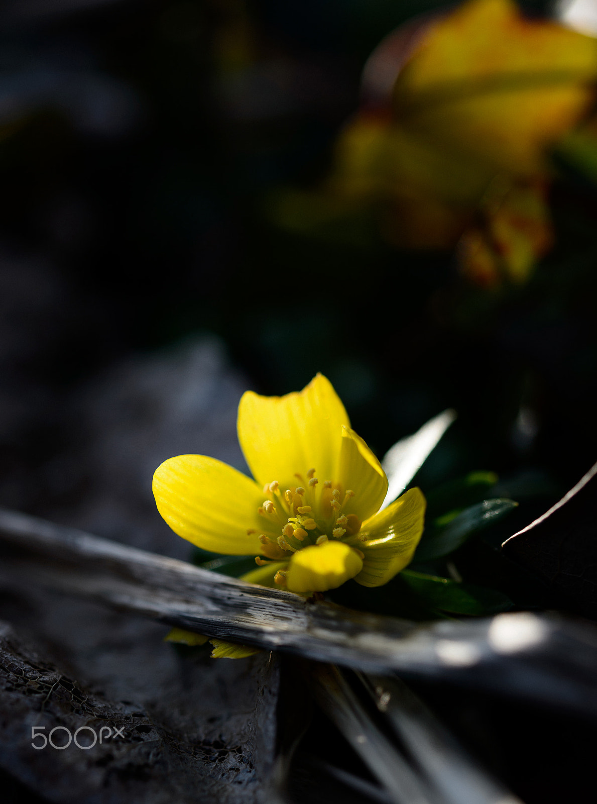 Nikon AF-S Micro-Nikkor 60mm F2.8G ED sample photo. In the shadows photography