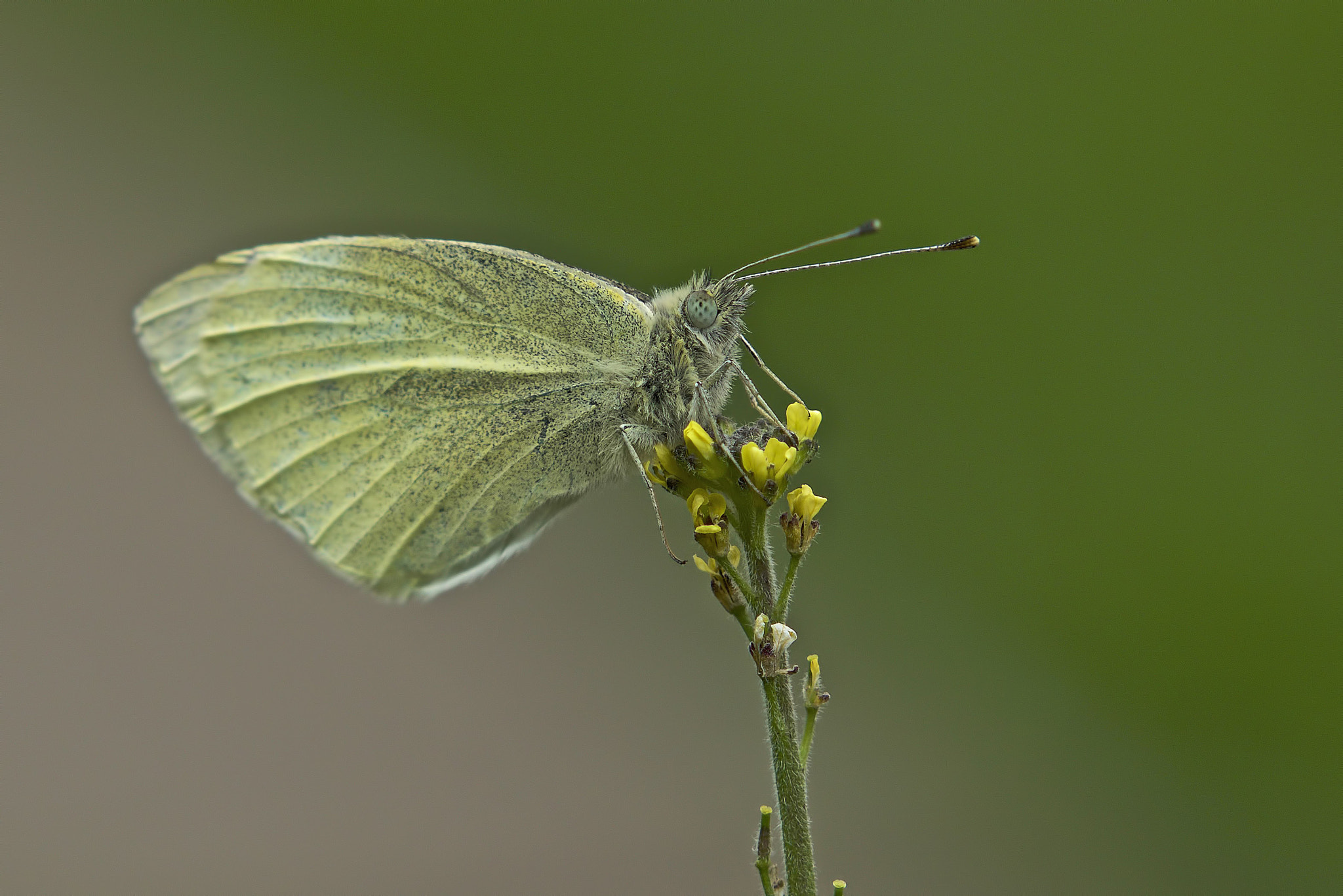 Sony Sonnar T* 135mm F1.8 ZA sample photo. White butterfly photography