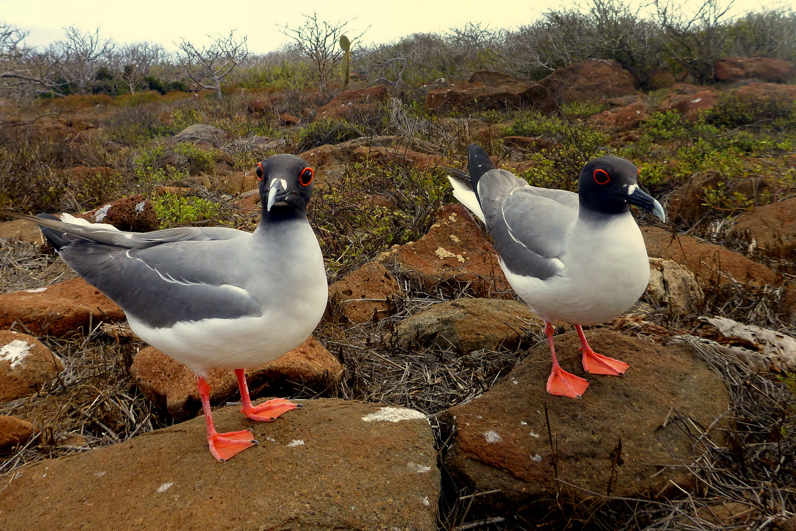 Panasonic DMC-FT4 sample photo. Ces 2 là ont une tete de dessin-animé non ? galapagos, equateur. photography