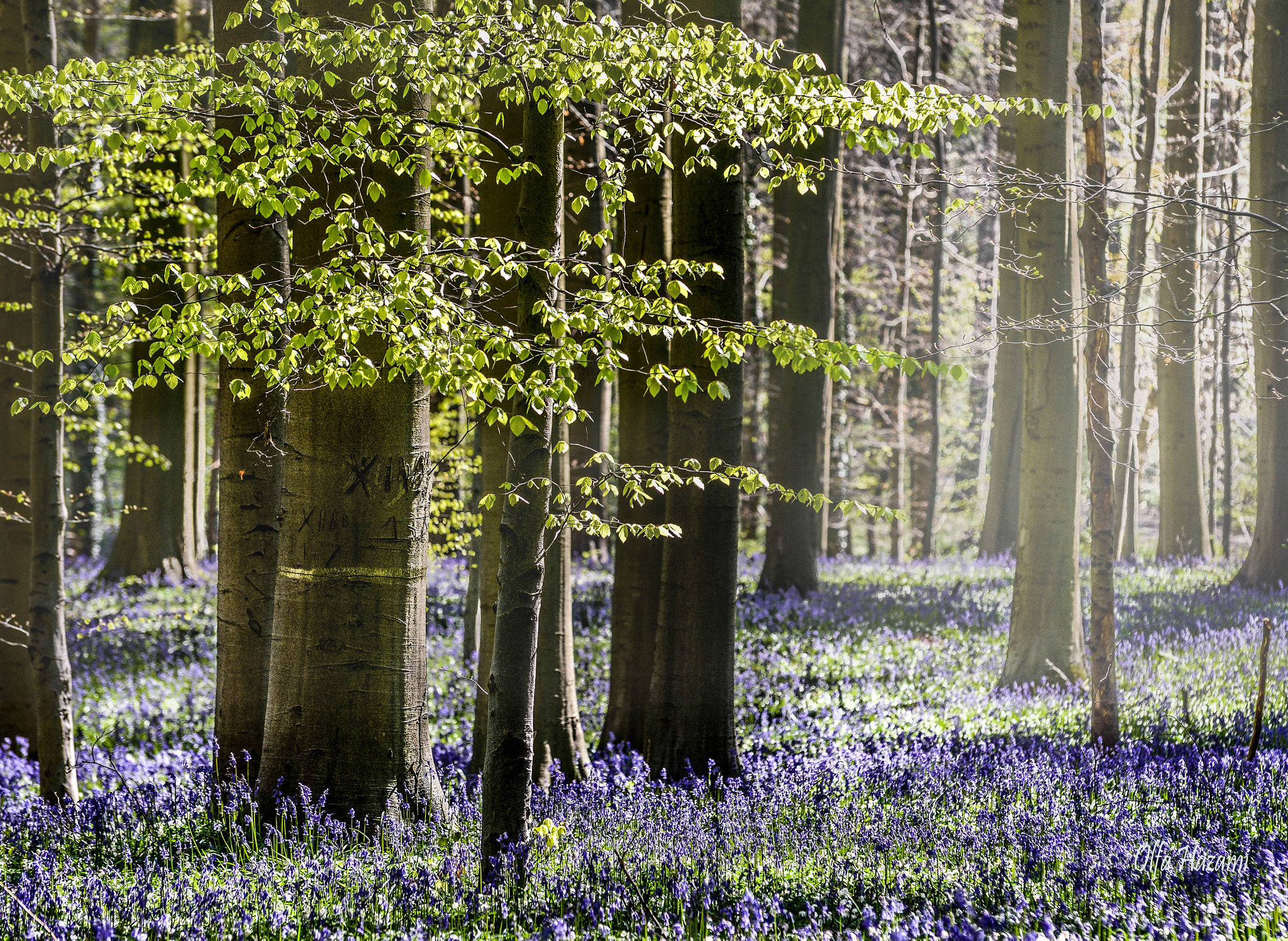 Sigma 70-200mm F2.8 EX DG Macro HSM II sample photo. Hallerbos photography