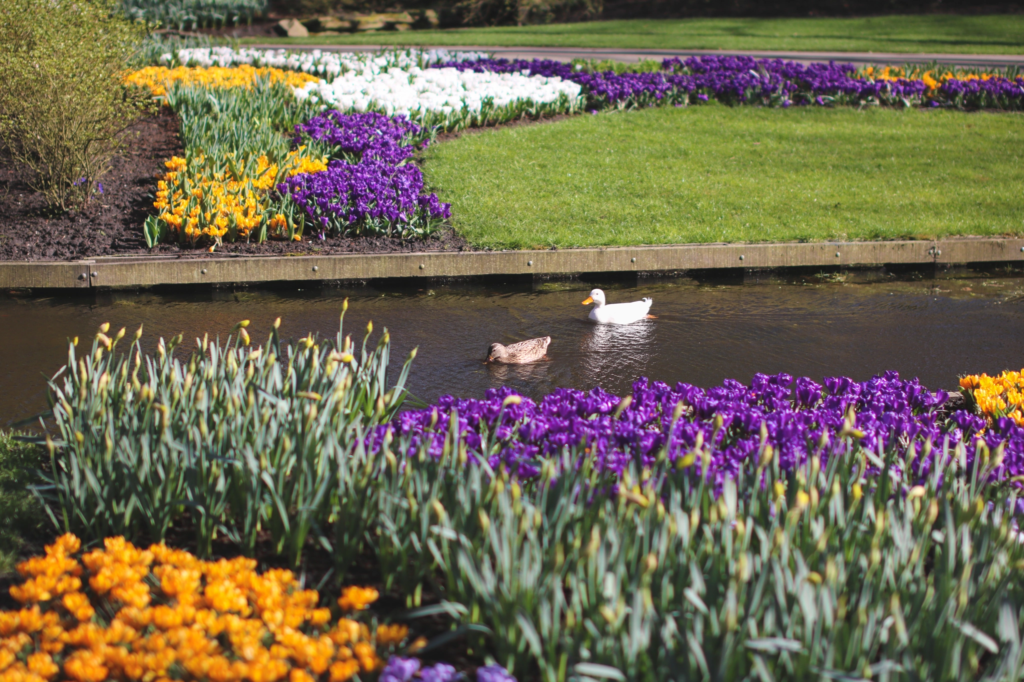 Sigma 50mm F1.4 EX DG HSM sample photo. Keukenhof photography