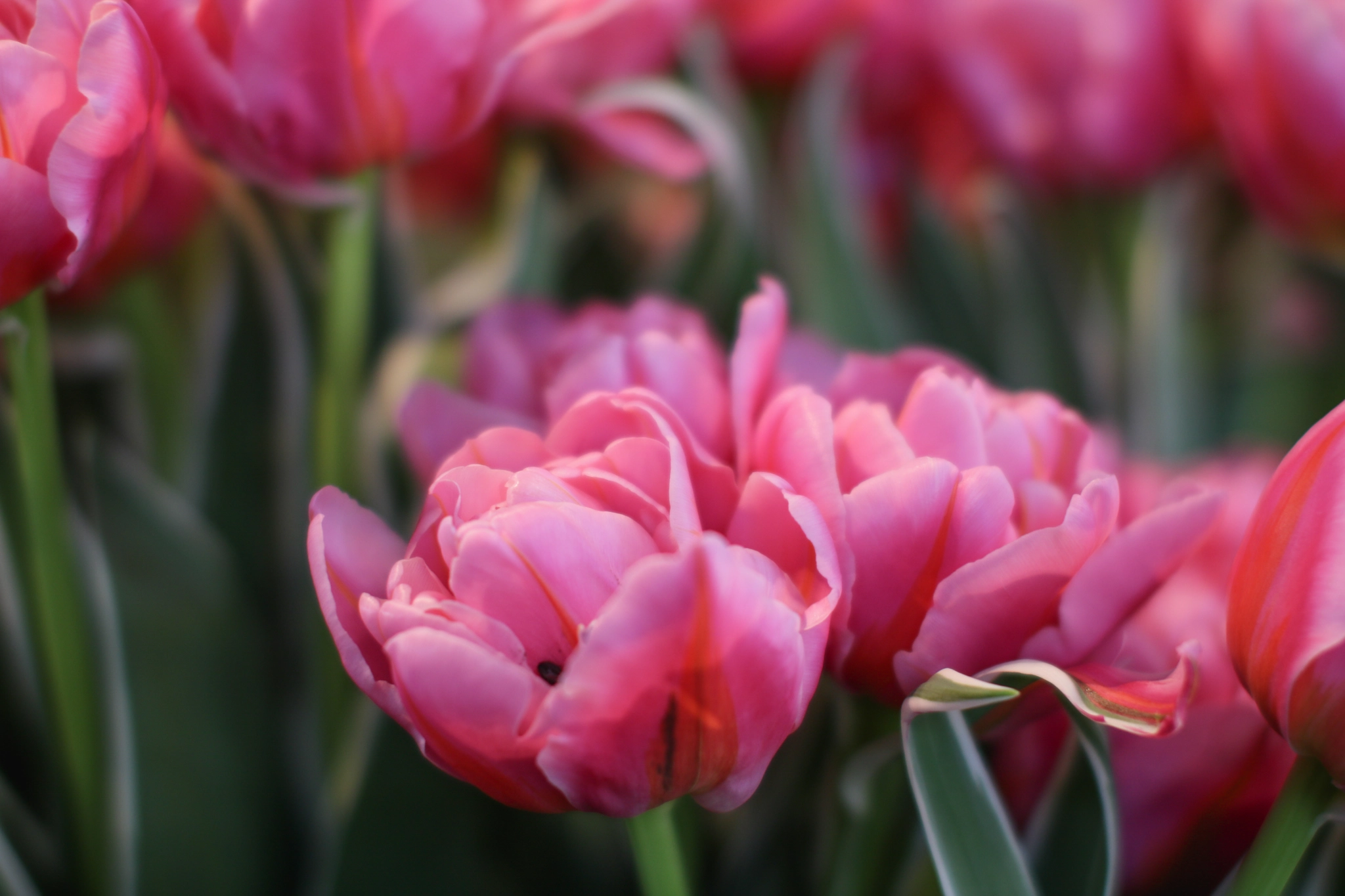 Sigma 50mm F1.4 EX DG HSM sample photo. Keukenhof photography