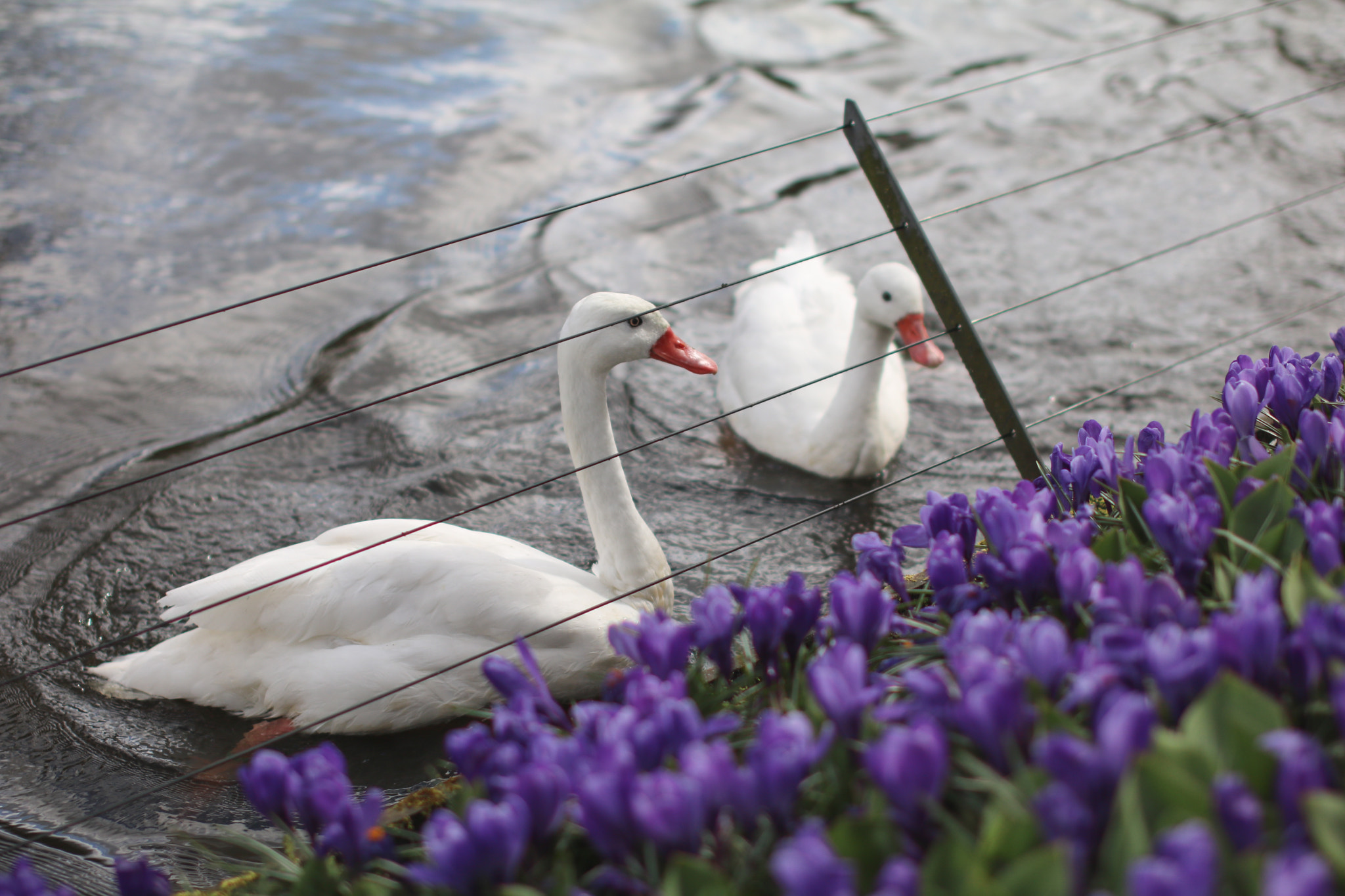 Sigma 50mm F1.4 EX DG HSM sample photo. Keukenhof photography