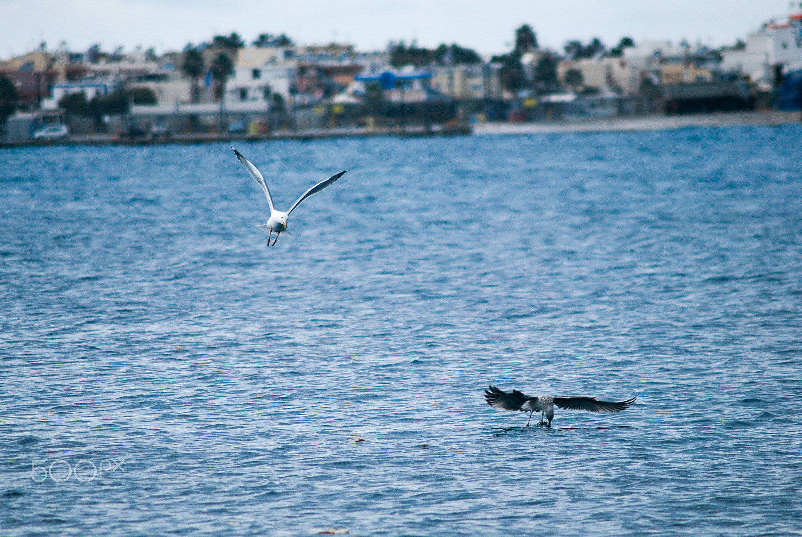 Nikon D60 sample photo. Prey hunting photography
