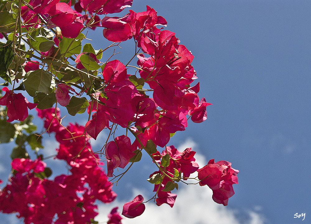 Sigma 18-50mm f/2.8 Macro sample photo. Bougainvillea de santa coloma de cervelló. photography