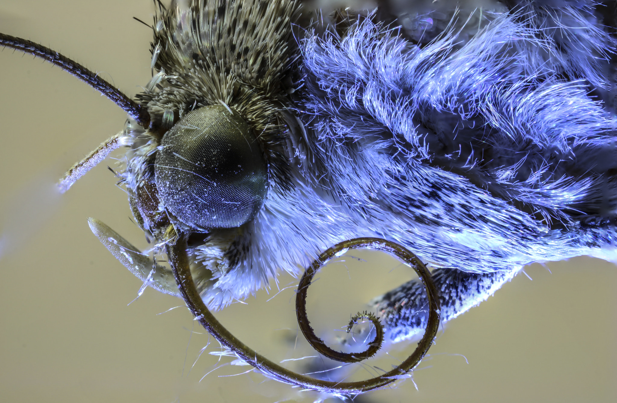 Canon MP-E 65mm F2.5 1-5x Macro Photo sample photo. Espiritrompa & palpa labial photography