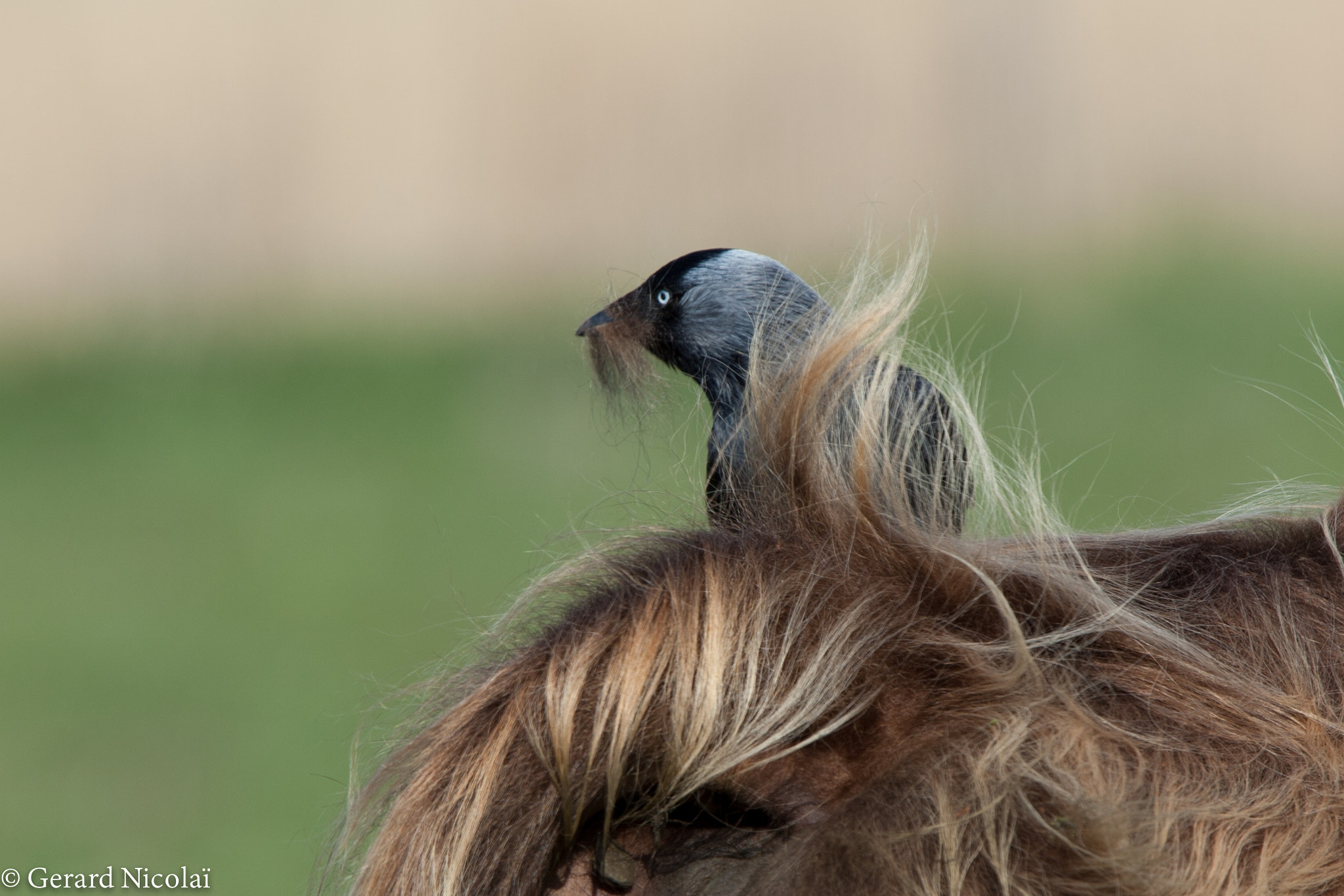 Canon EF 300mm F2.8L IS USM sample photo. Getting it at the source photography