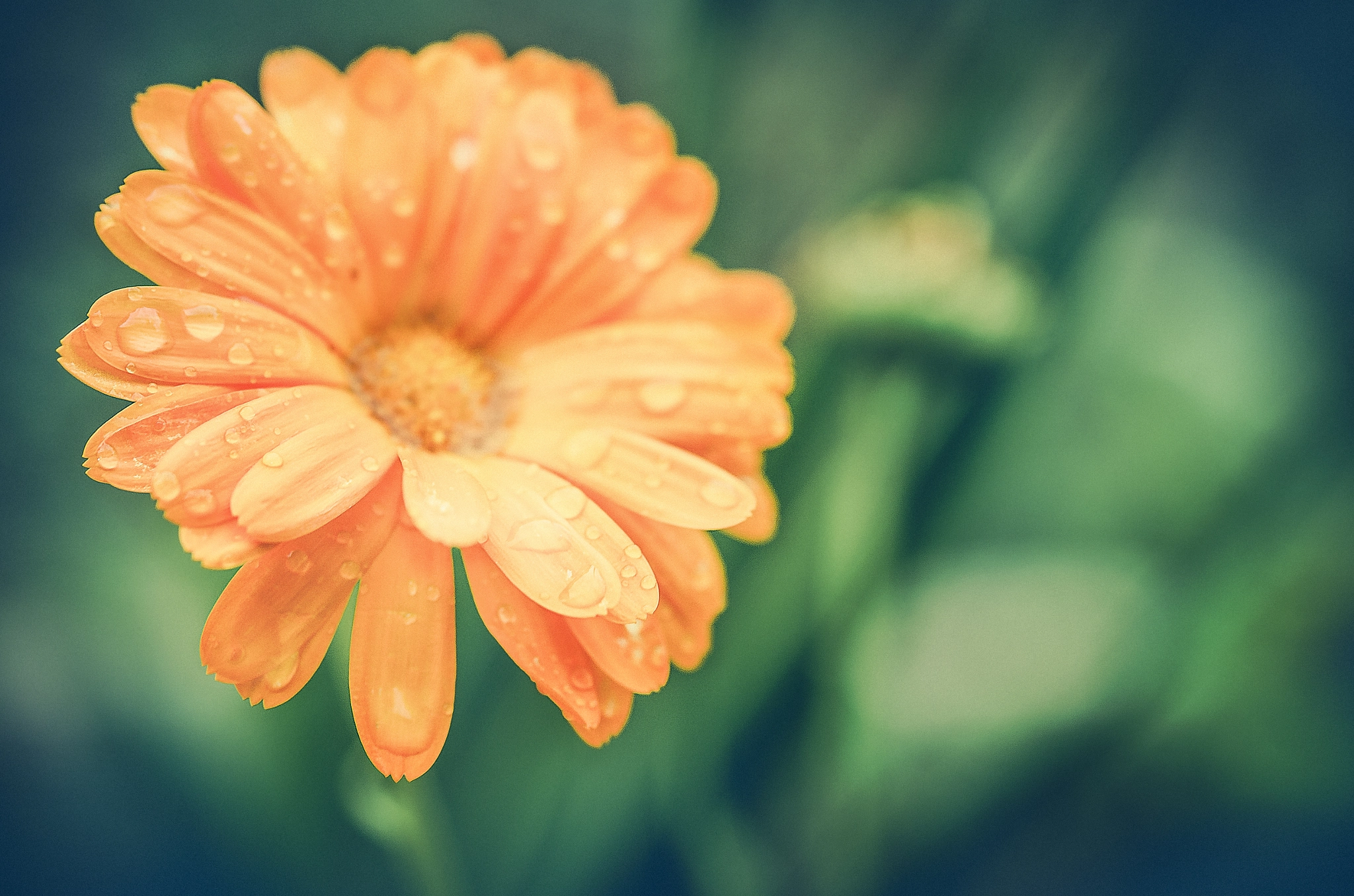 Nikon AF-S Micro-Nikkor 60mm F2.8G ED sample photo. Garden sun photography