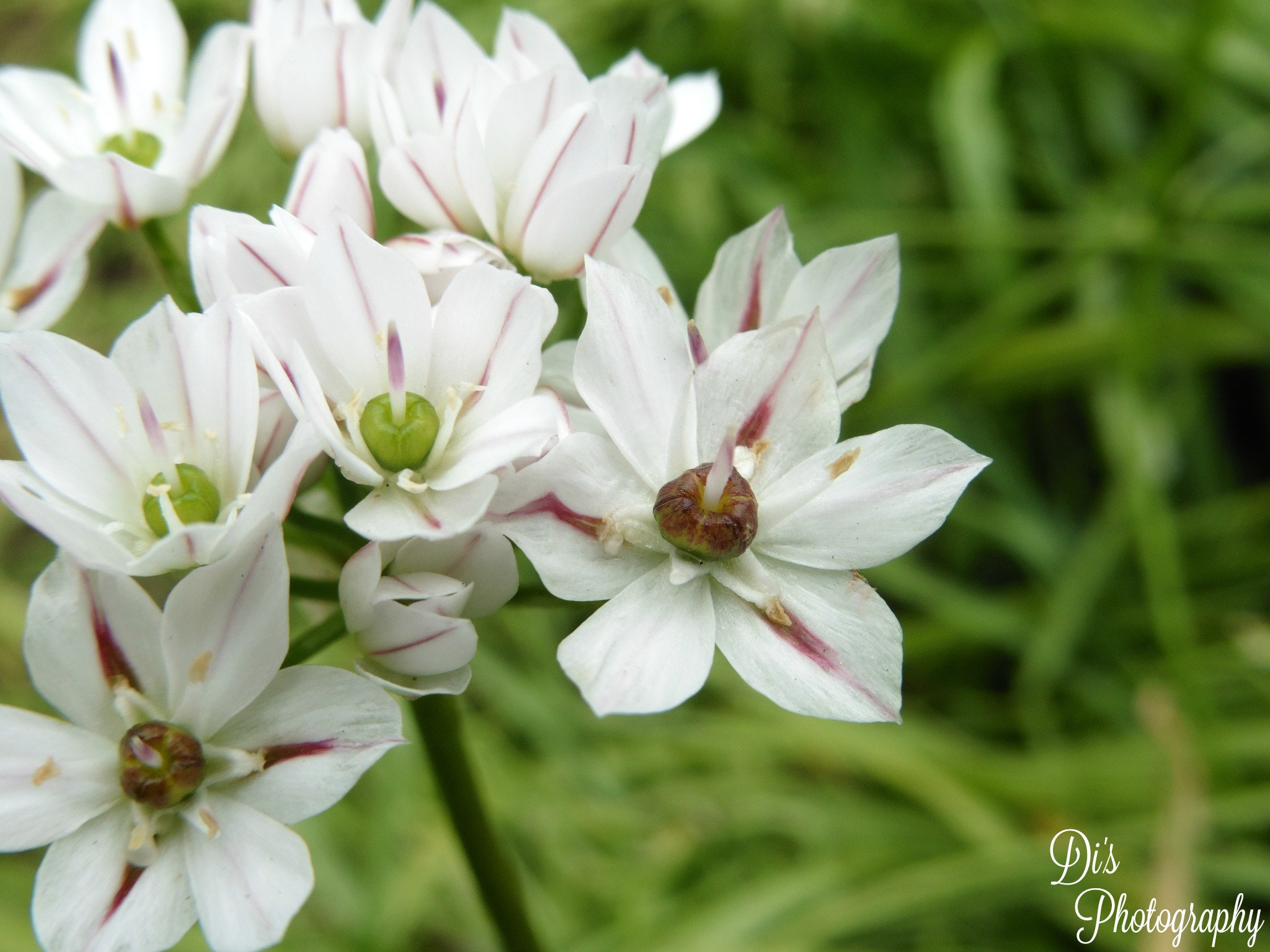 Panasonic DMC-TZ55 sample photo. White flowers photography