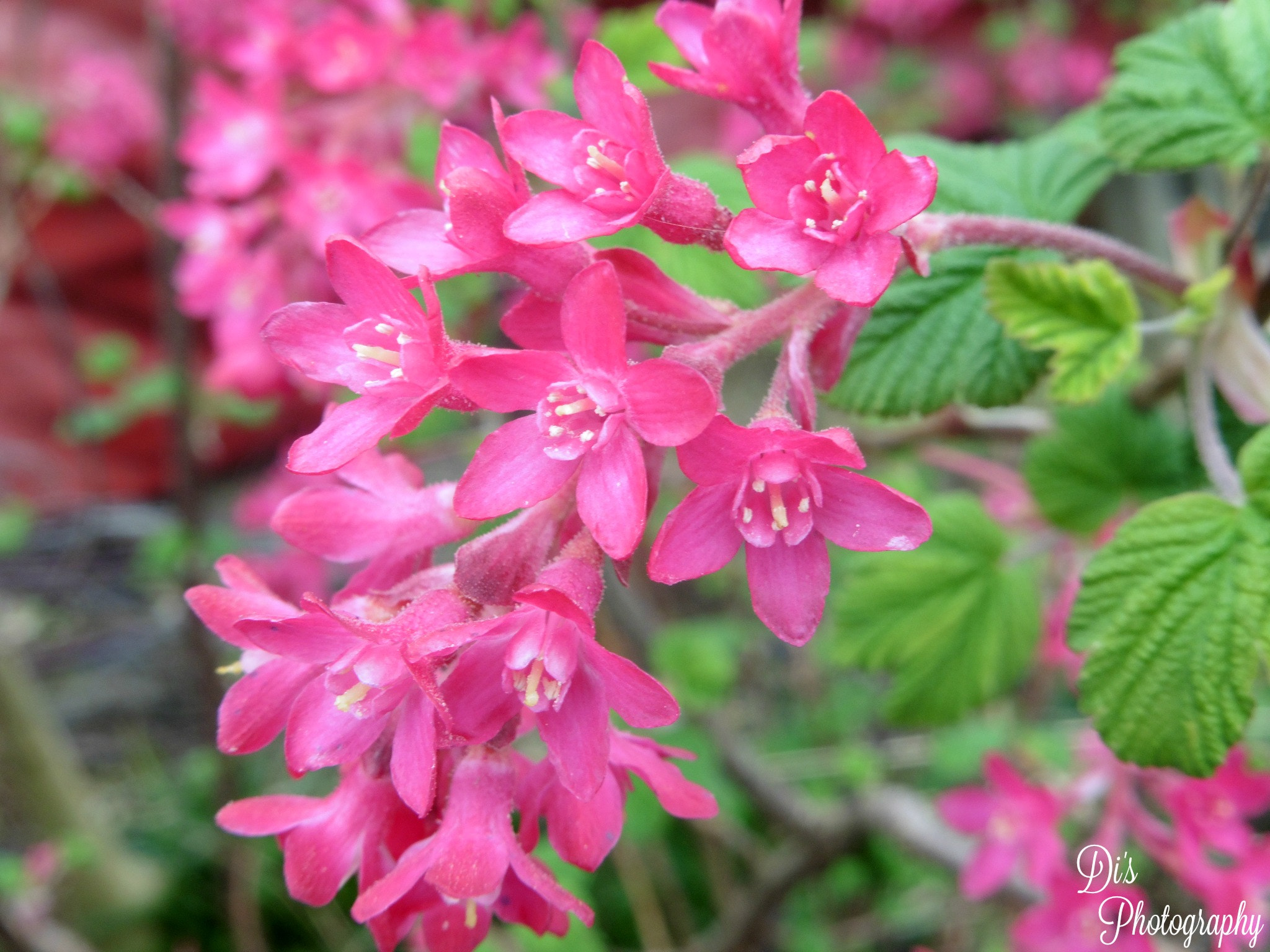 Panasonic DMC-TZ55 sample photo. Pink flowers photography