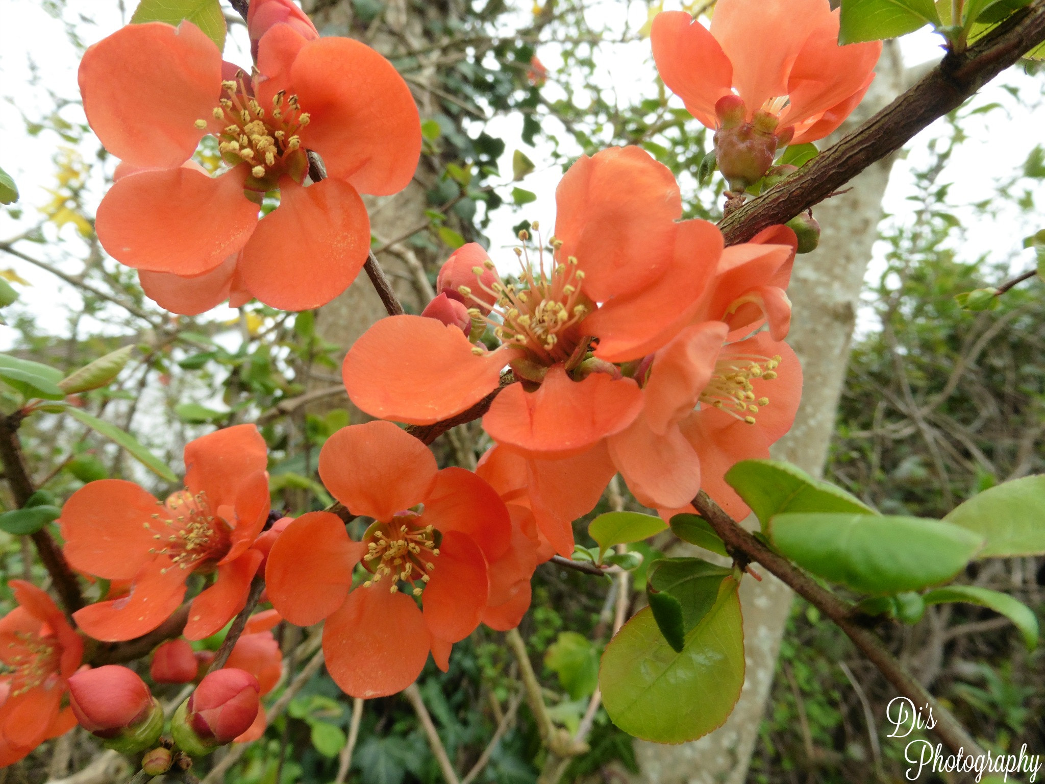 Panasonic DMC-TZ55 sample photo. Orange flowers photography