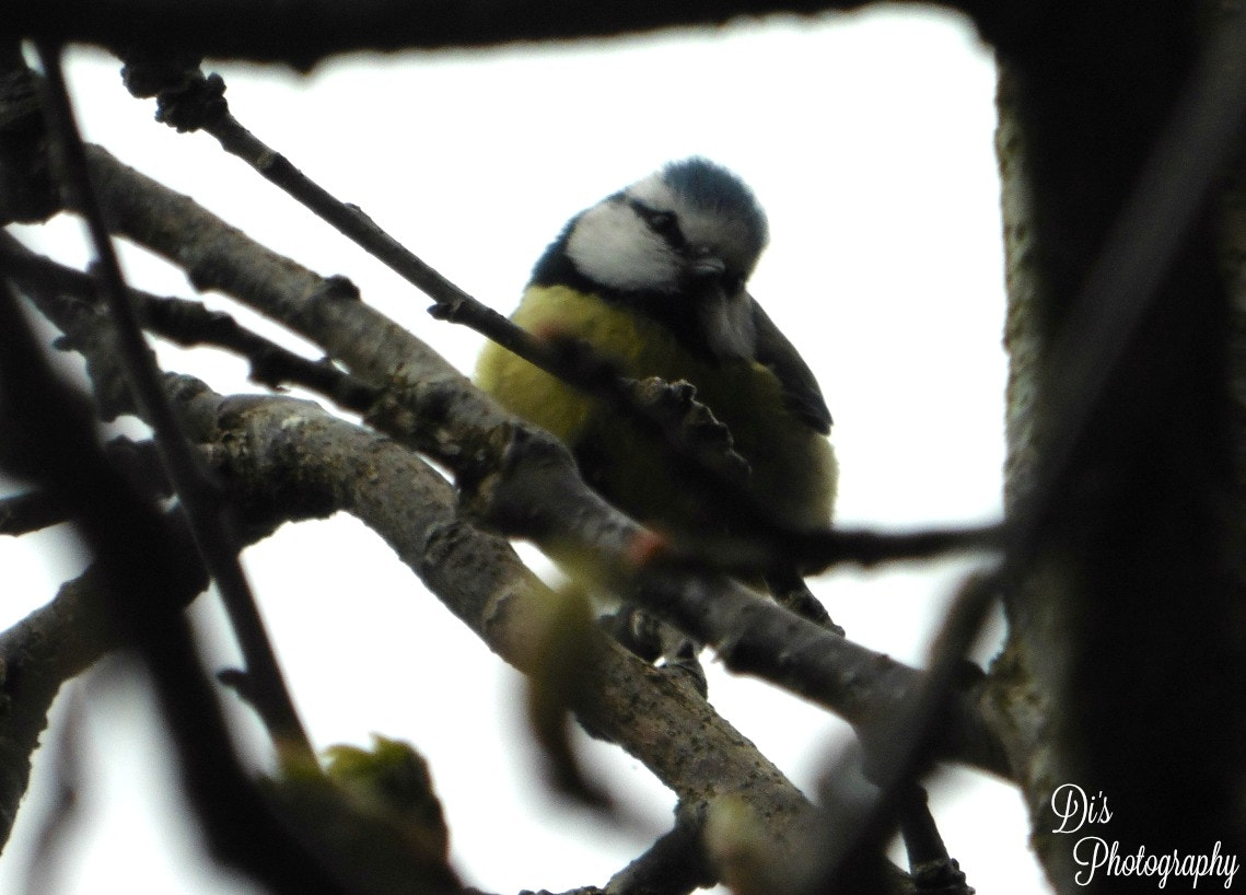 Panasonic DMC-TZ55 sample photo. Great tit bird photography