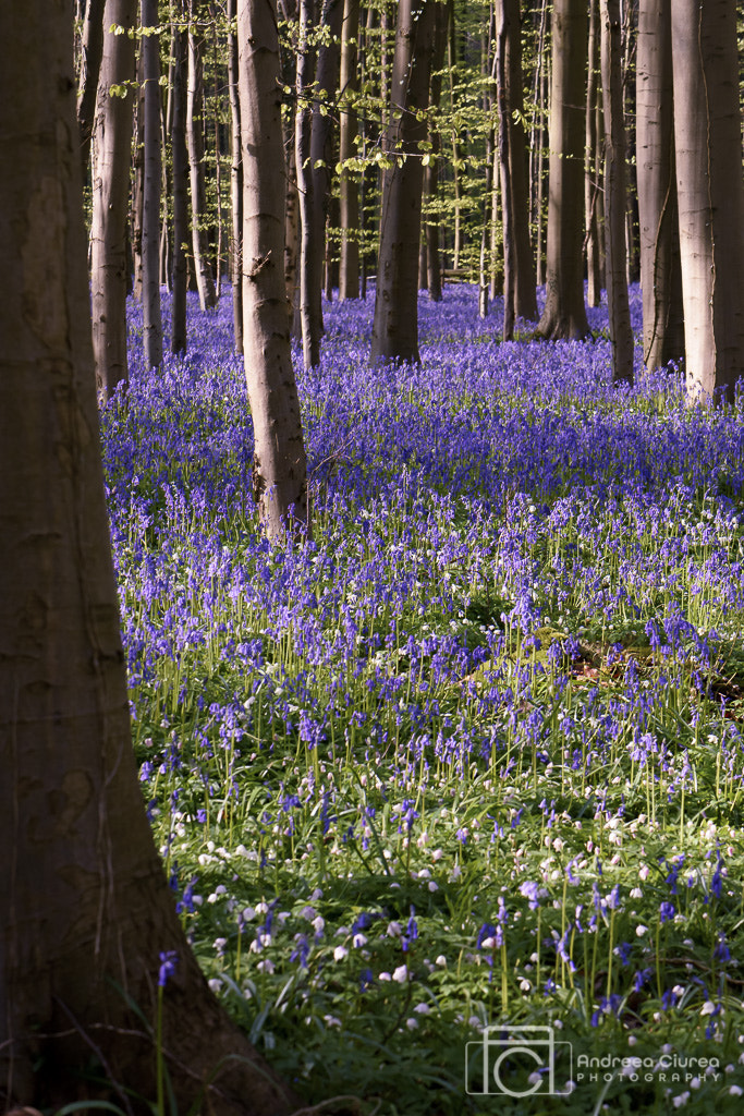 Nikon AF-S DX Micro-Nikkor 85mm F3.5G ED VR sample photo. Hallerbos bluebells photography