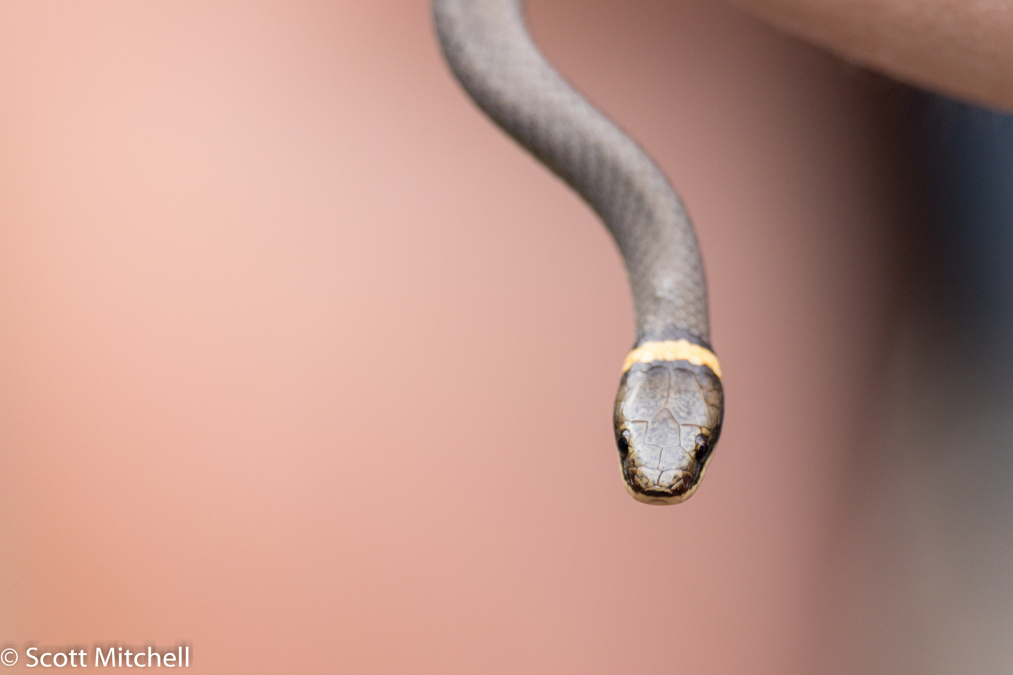 Canon EOS 760D (EOS Rebel T6s / EOS 8000D) sample photo. Ring-necked snake photography