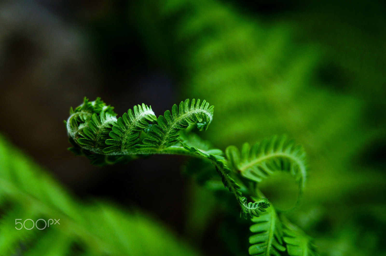 Sony SLT-A37 + 35-70mm F4 sample photo. Buds-1 photography