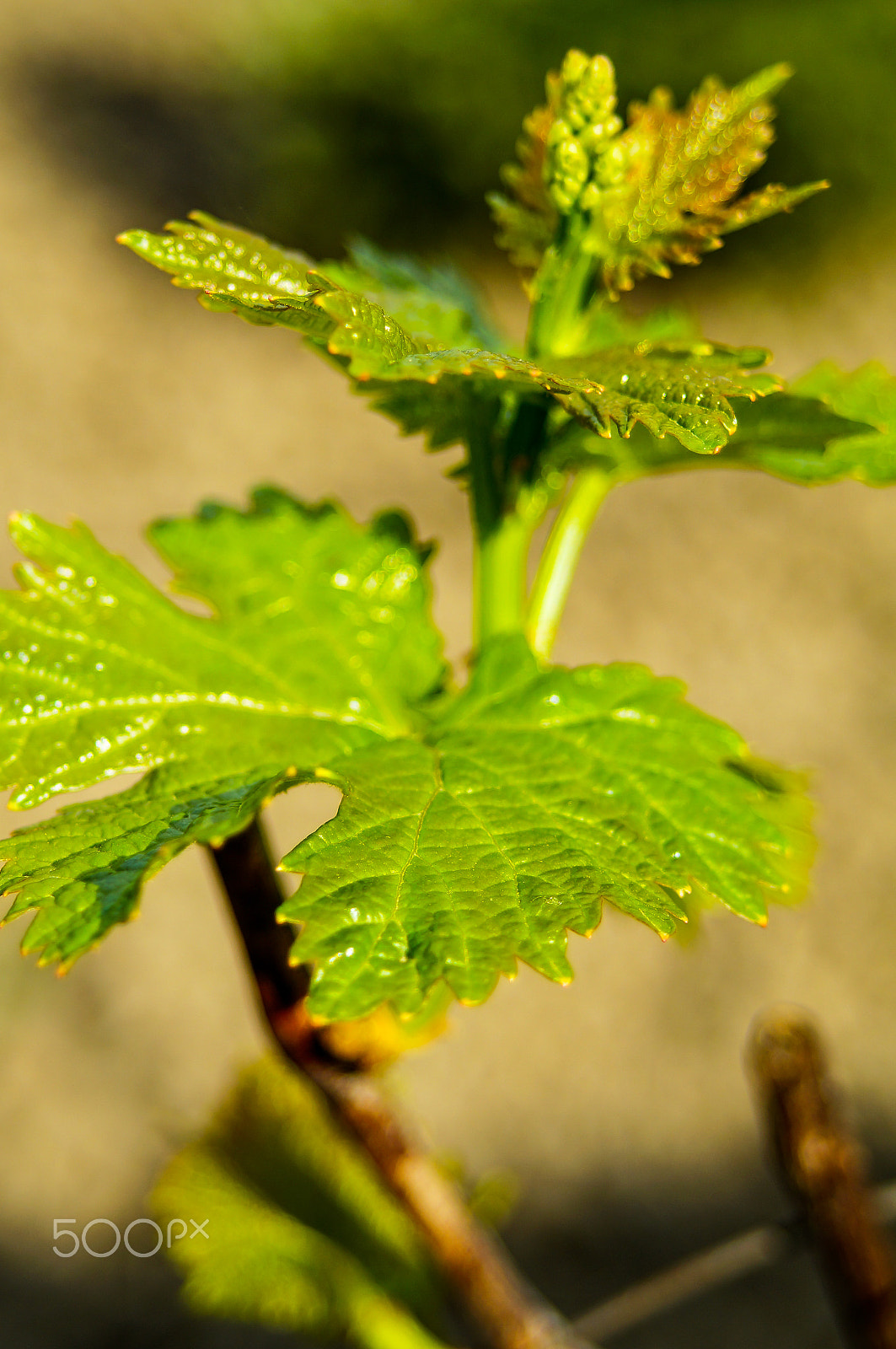 Sony SLT-A37 + 35-70mm F4 sample photo. Buds-2 photography