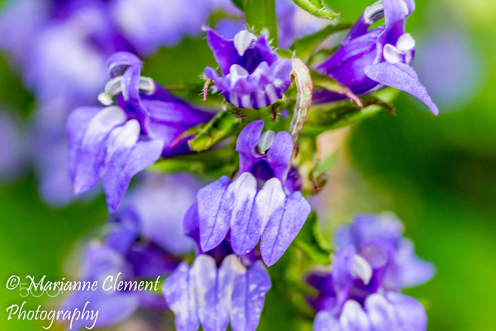 Canon EF-S 60mm F2.8 Macro USM sample photo. Blue lobelia photography