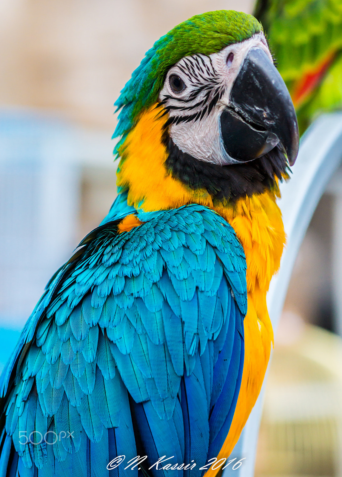 Sony SLT-A65 (SLT-A65V) + Sony 100mm F2.8 Macro sample photo. The parrot photography