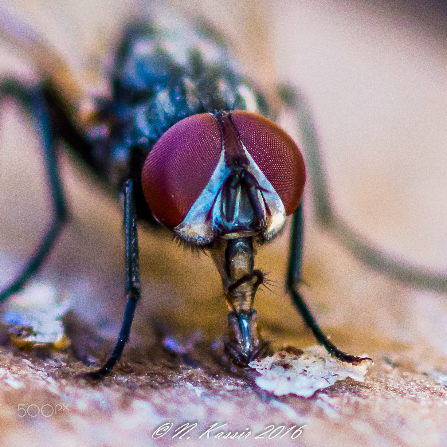 Sony SLT-A65 (SLT-A65V) + Sony 100mm F2.8 Macro sample photo. Fly photography