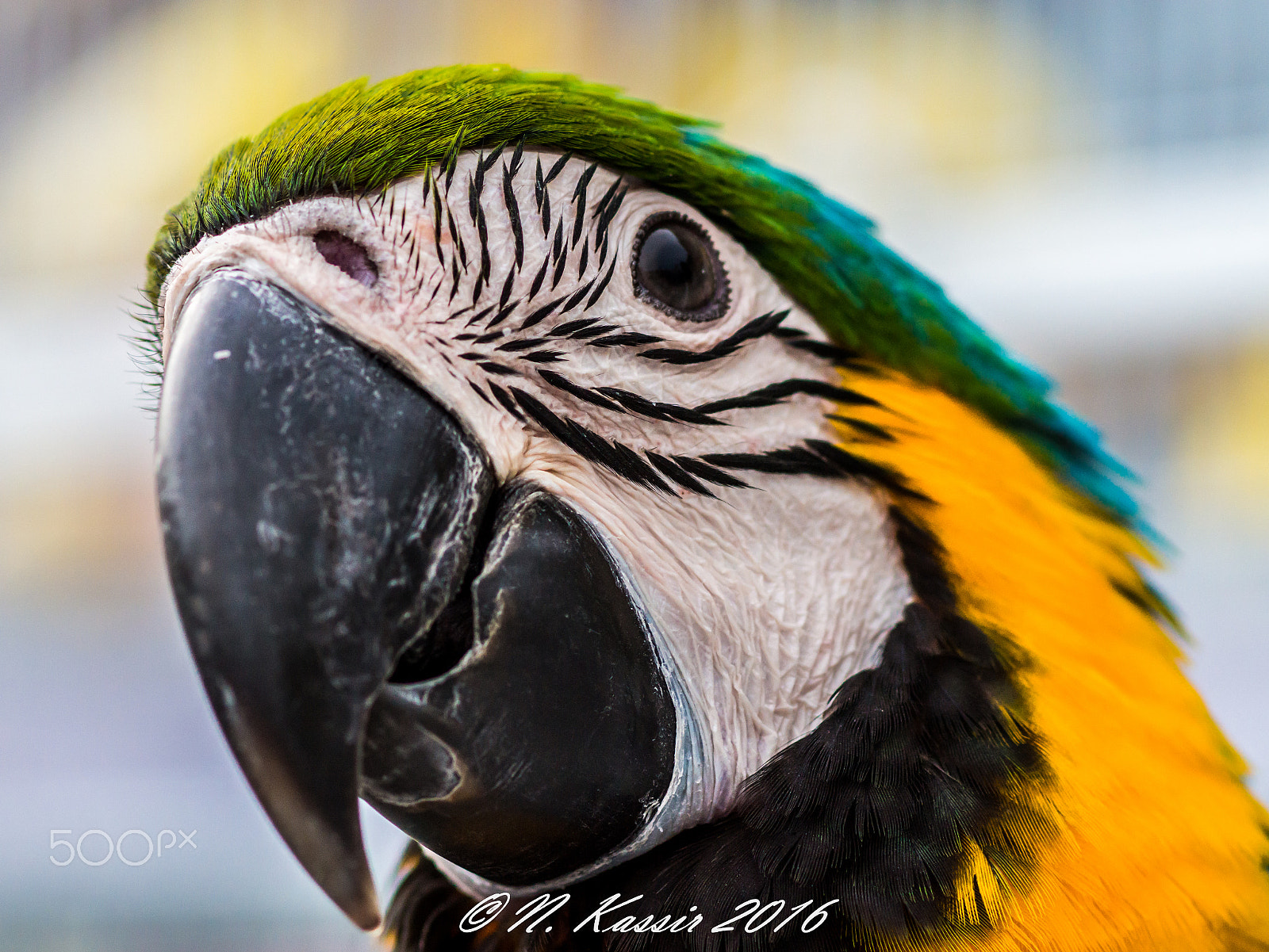 Sony SLT-A65 (SLT-A65V) + Sony 100mm F2.8 Macro sample photo. Parrot face photography