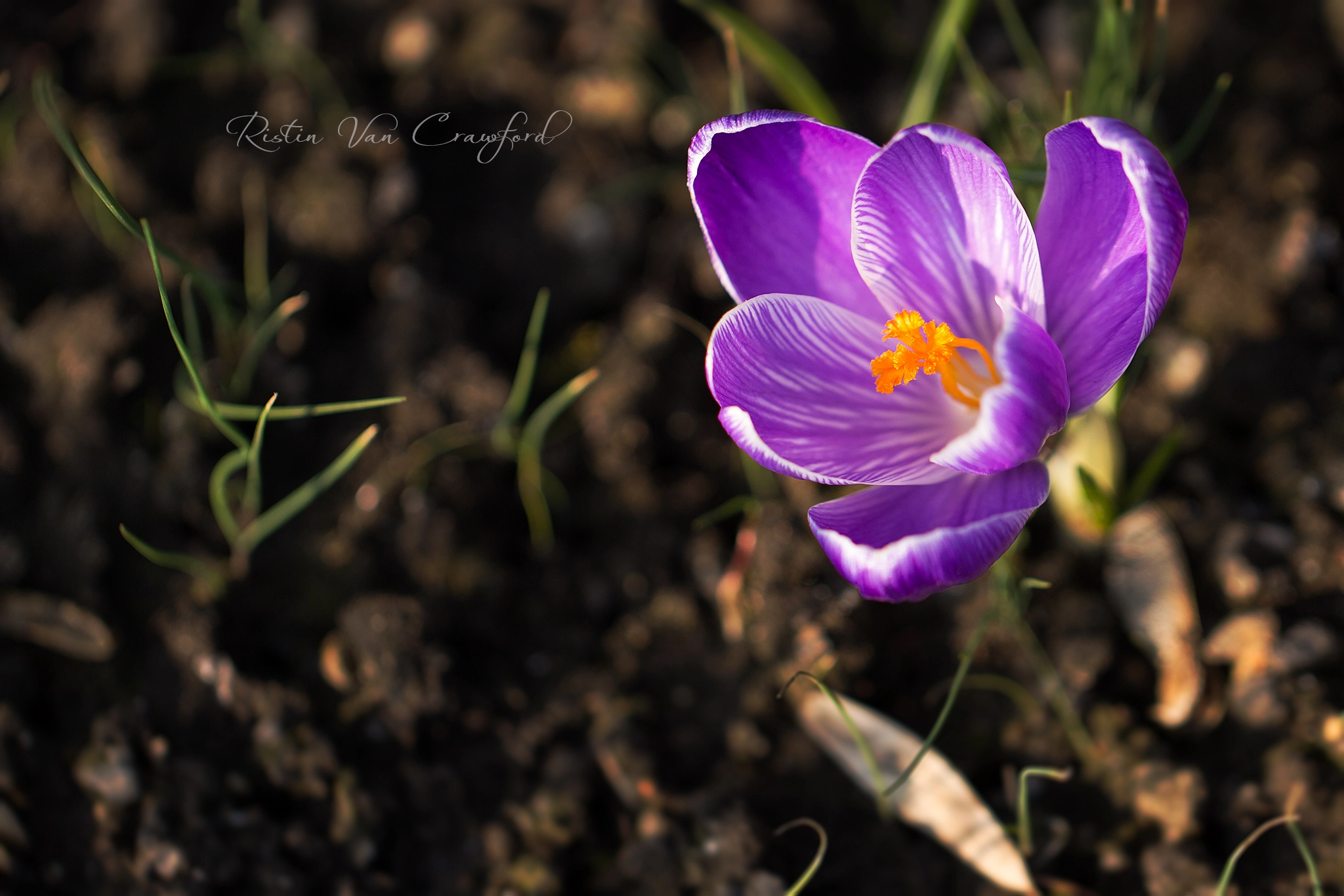 Canon EOS 100D (EOS Rebel SL1 / EOS Kiss X7) + Canon EF 100mm F2.8L Macro IS USM sample photo. Crocus photography