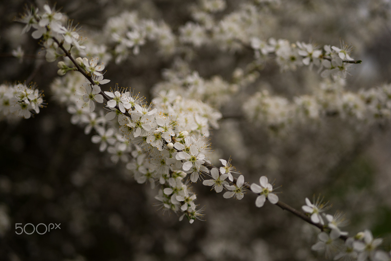 Panasonic Lumix DMC-GX7 + LUMIX G 25/F1.7 sample photo. Black haw photography