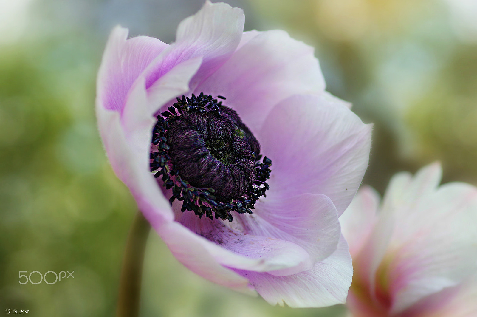 Pentax smc D-FA 100mm F2.8 macro sample photo. Anemone photography