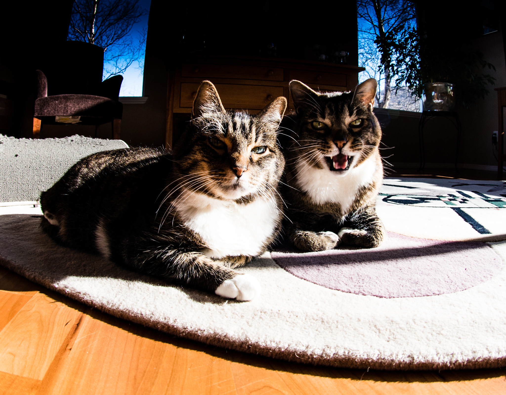 Nikon AF DX Fisheye-Nikkor 10.5mm F2.8G ED sample photo. Brothers hanging out photography