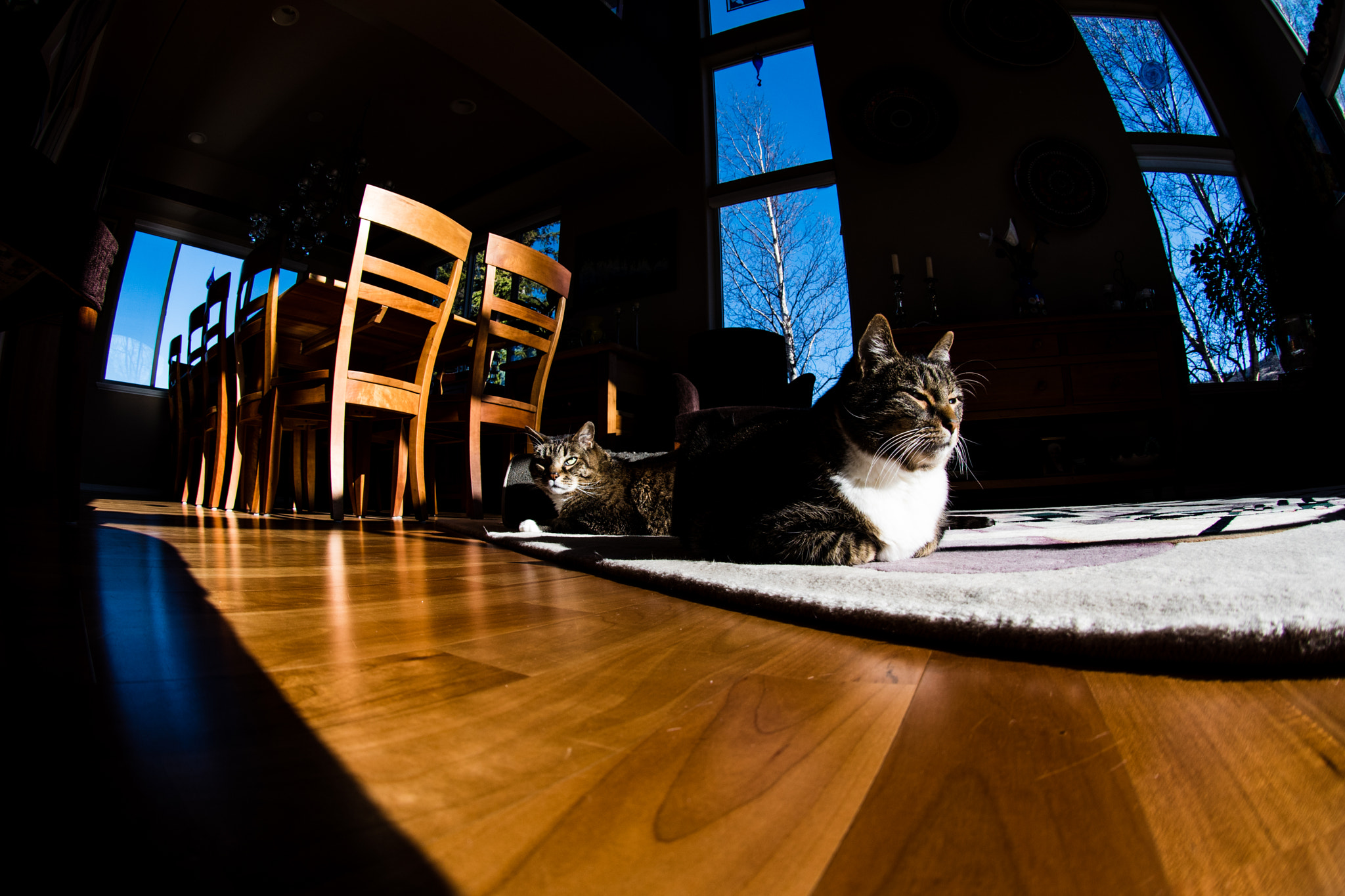 Nikon AF DX Fisheye-Nikkor 10.5mm F2.8G ED sample photo. Brothers hanging out photography
