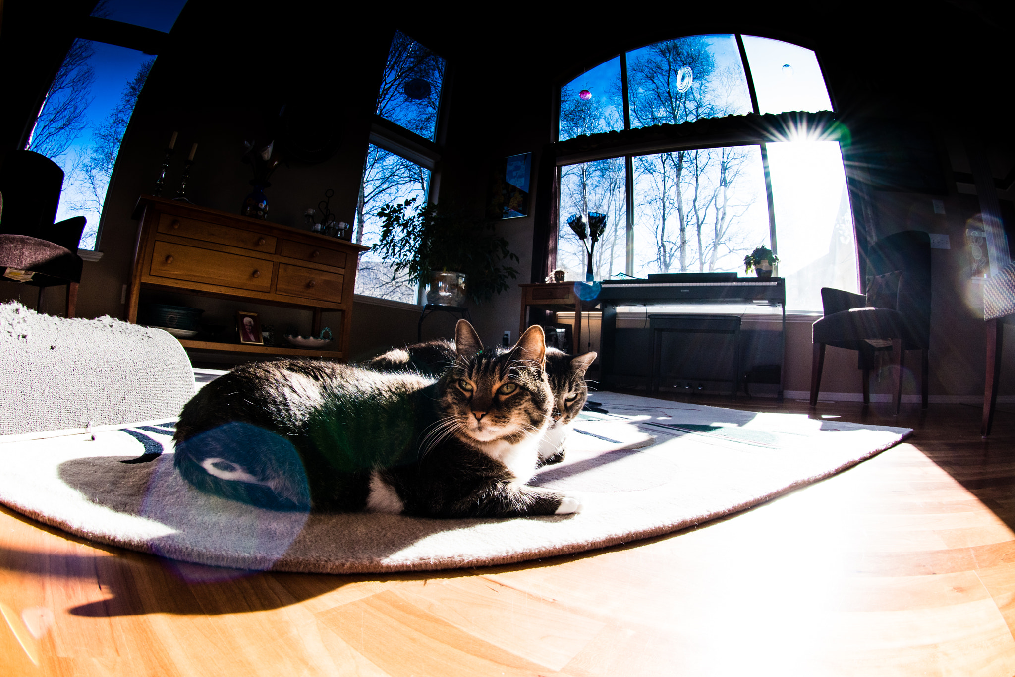 Nikon AF DX Fisheye-Nikkor 10.5mm F2.8G ED sample photo. Brothers hanging out photography