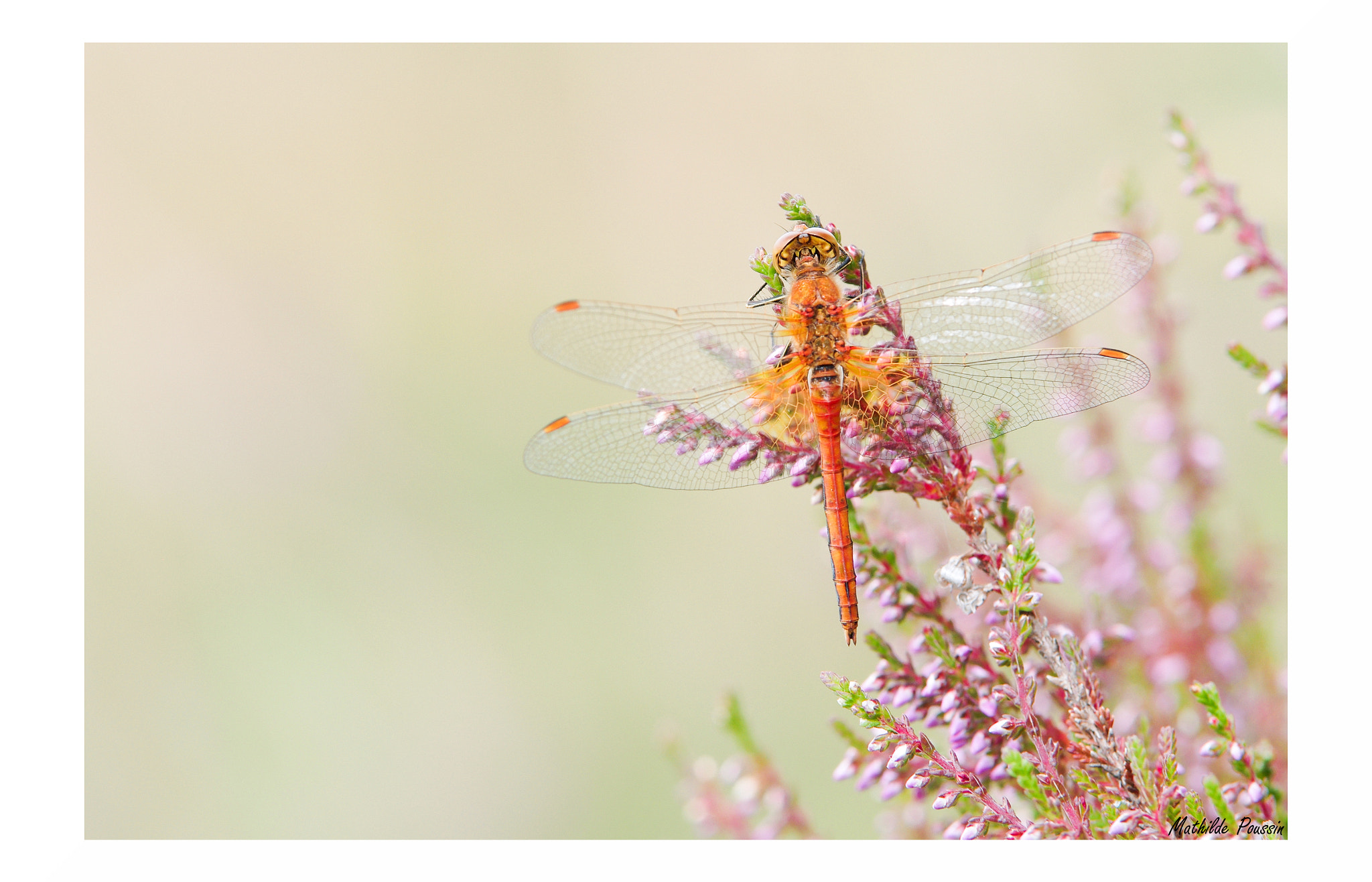 Pentax K-5 II sample photo. Sympetrum flaveolum photography