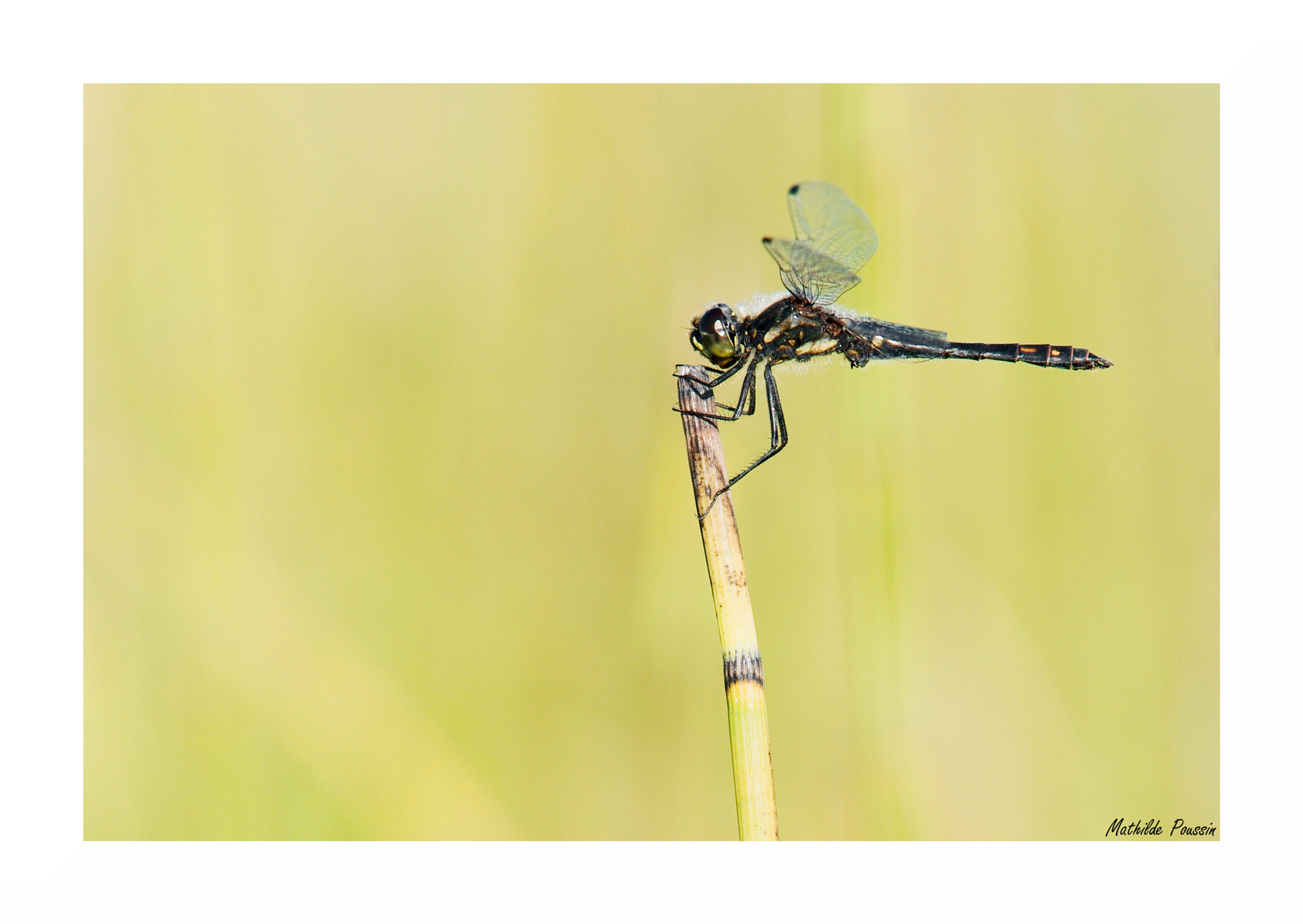 Pentax K-5 II sample photo. Sympetrum danae photography