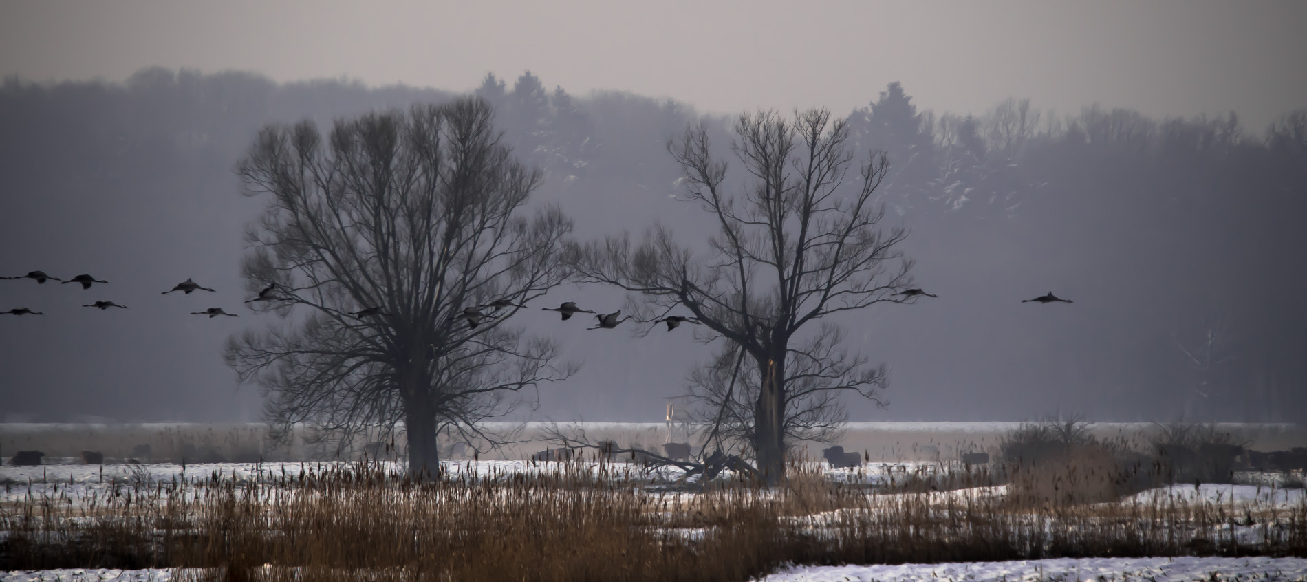 Pentax K-50 + Sigma sample photo. Early season photography