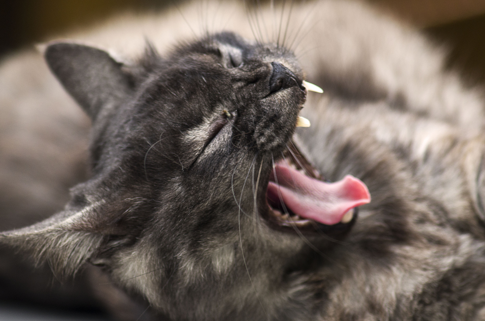 AF Zoom-Nikkor 75-300mm f/4.5-5.6 sample photo. Bostezo (yawn) photography