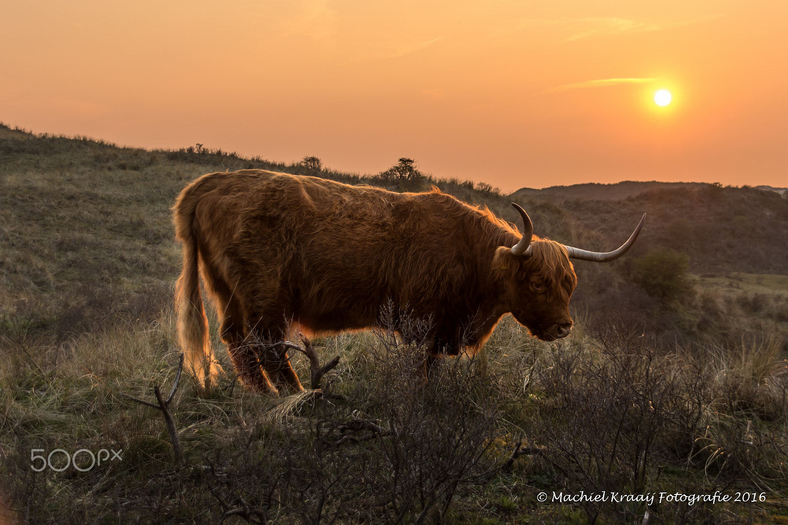 Sigma 18-200mm F3.5-6.3 DC OS HSM sample photo. In the dunes photography