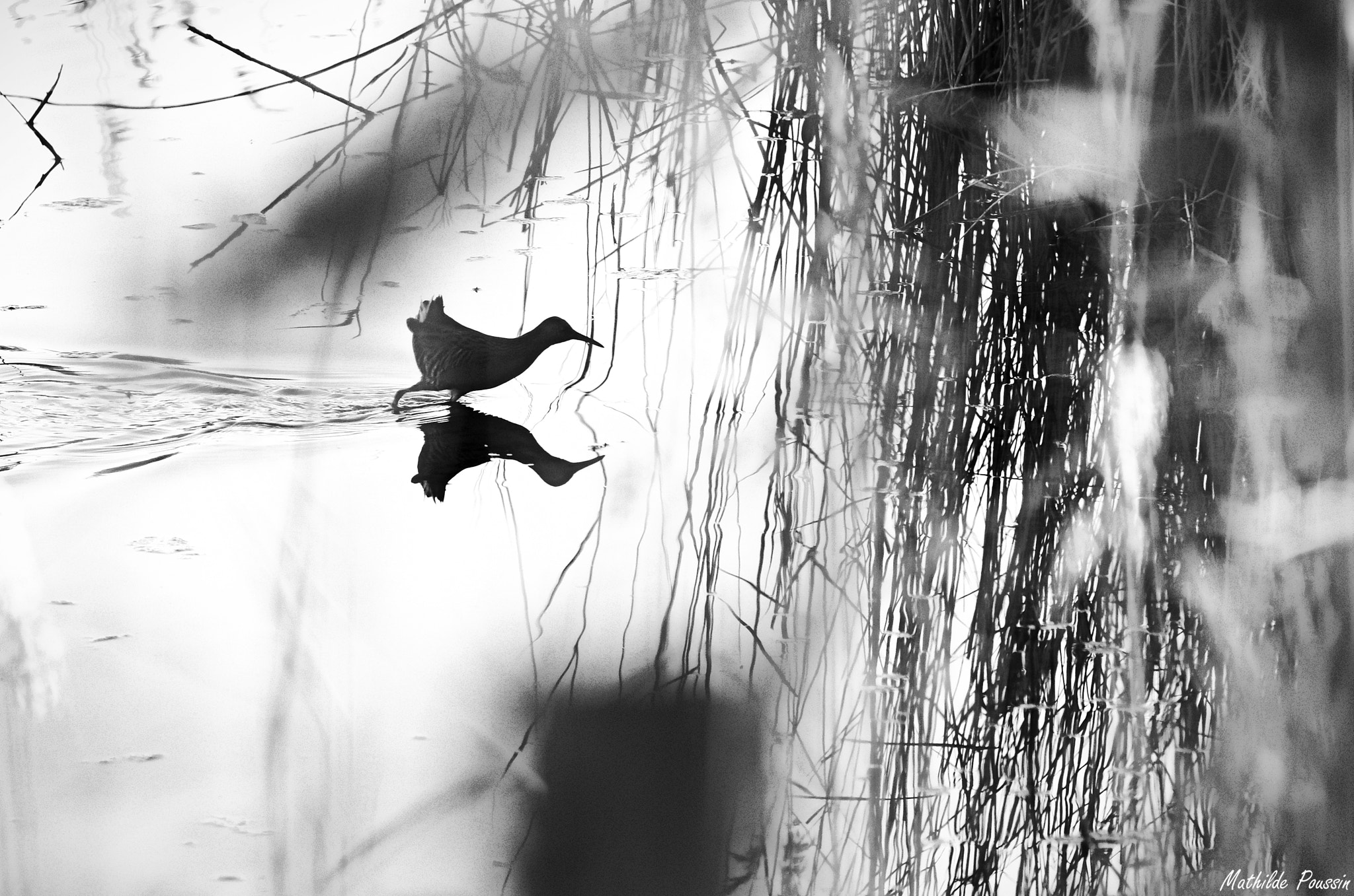 Pentax K-5 II sample photo. Instant furtif photography