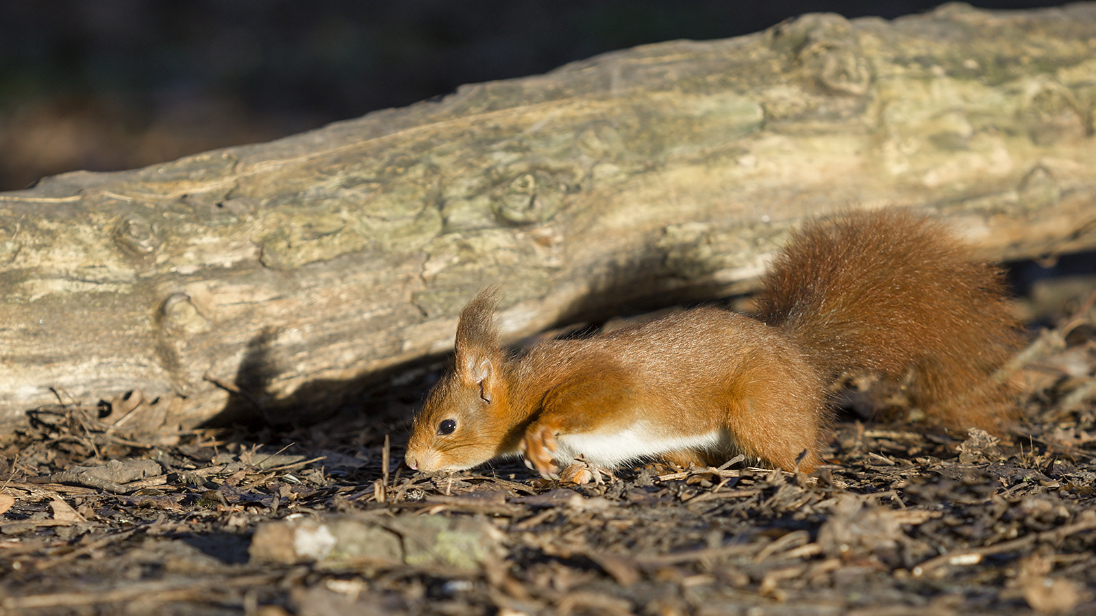 Canon EF 70-200mm F2.8L USM sample photo. Petit roux photography