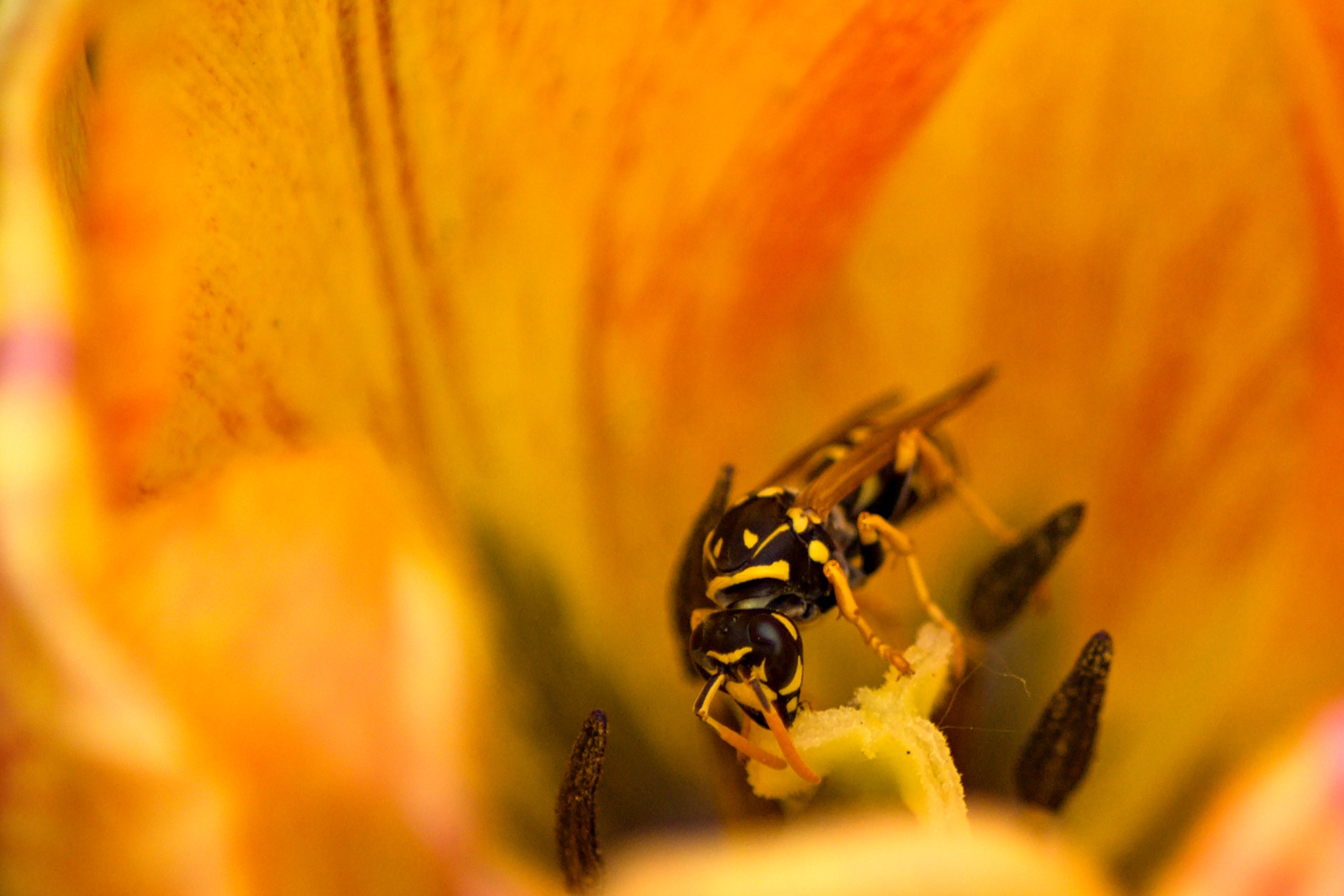 70.00 - 300.00 mm f/4.0 - 5.6 sample photo. The wasp photography